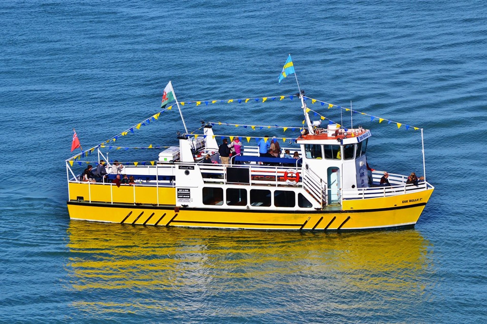 Dolphin & Whale Watching in Wales