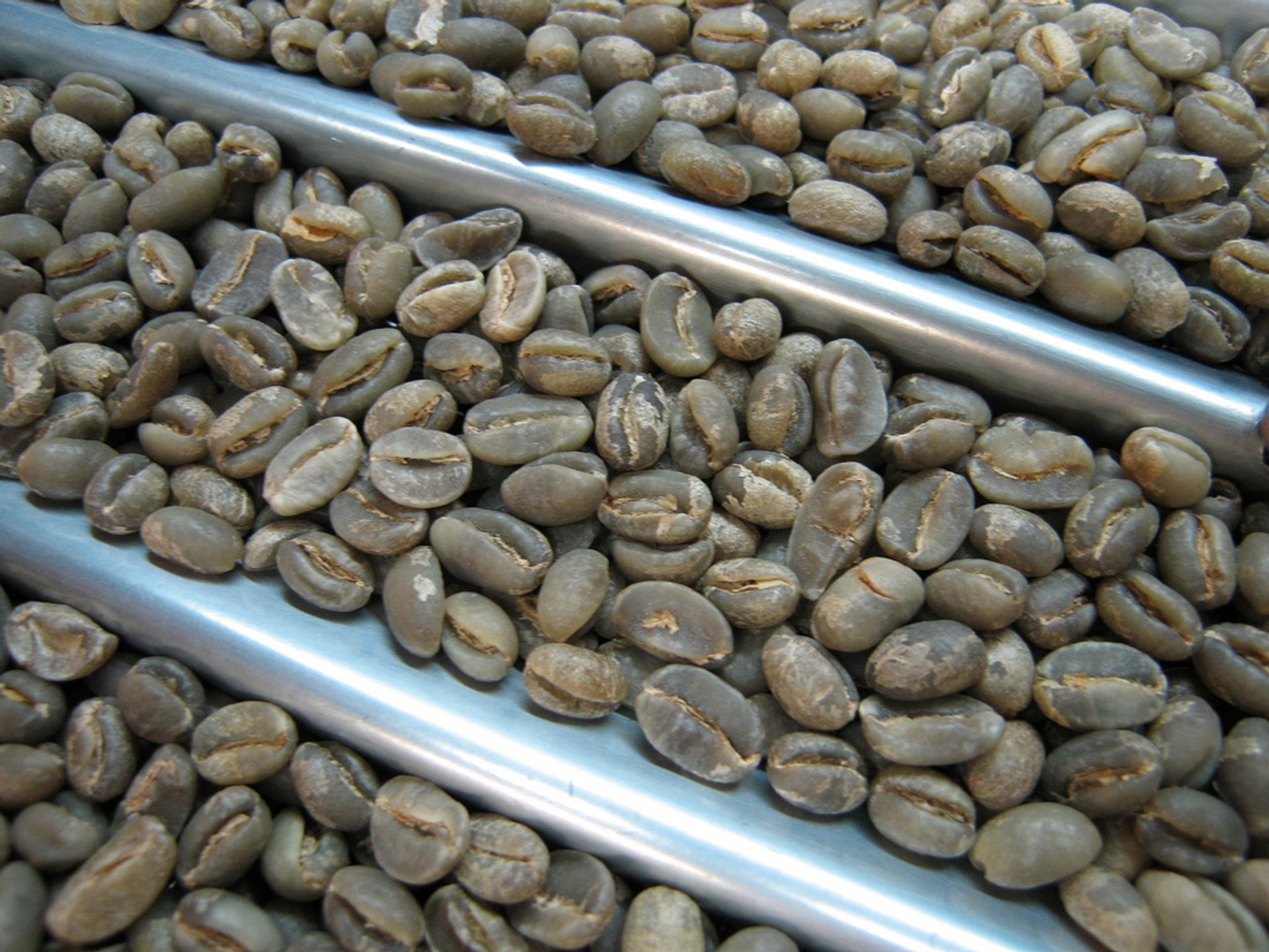 Raccolto di caffè Kona