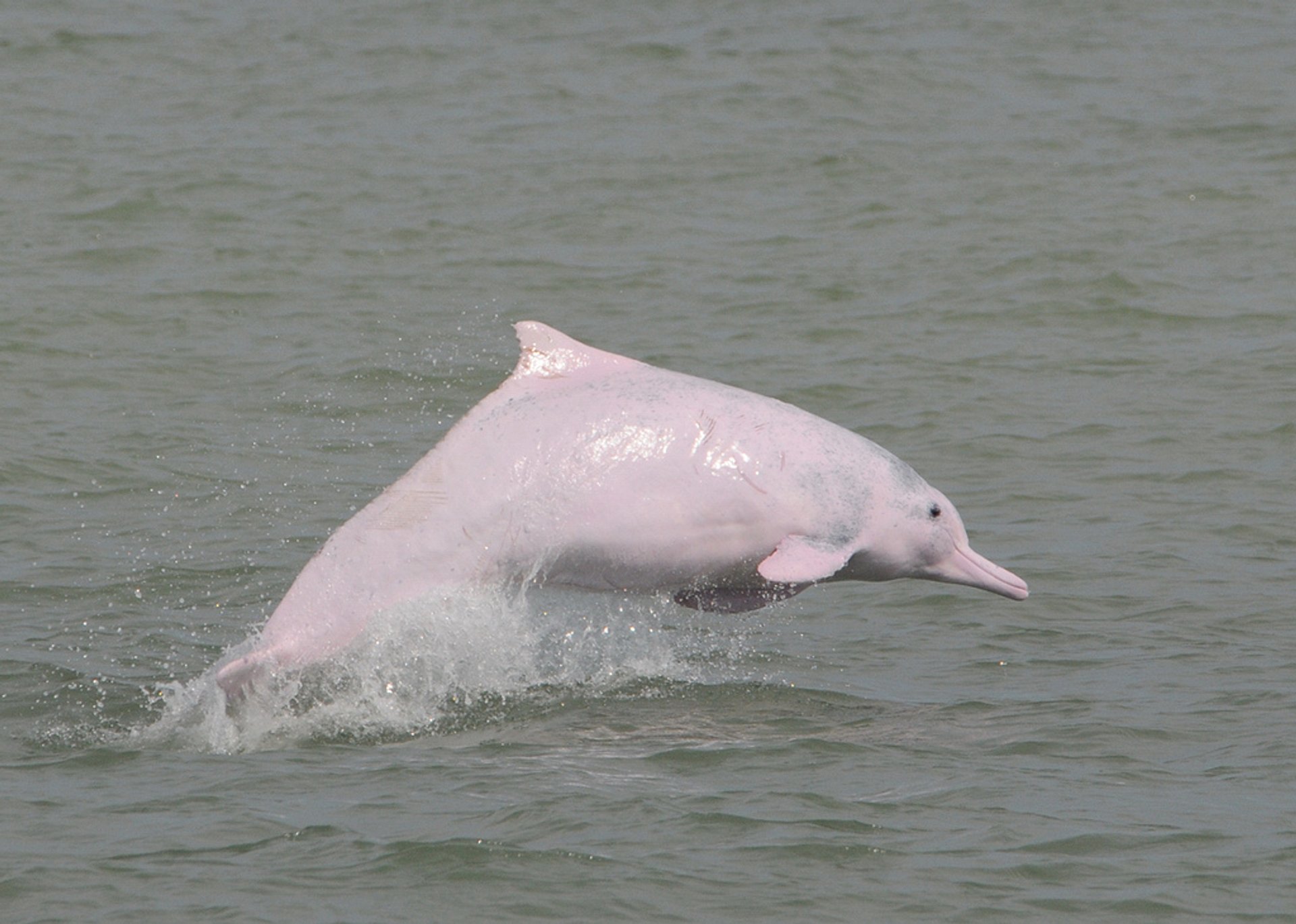 Observación del Delfín Rosado