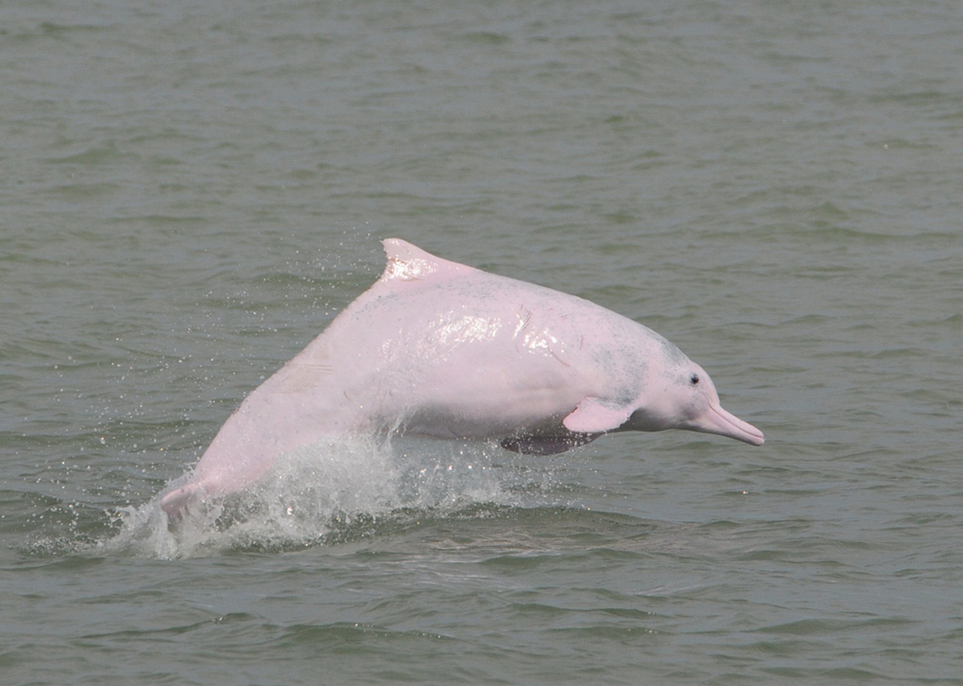 Observação de golfinhos cor de rosa