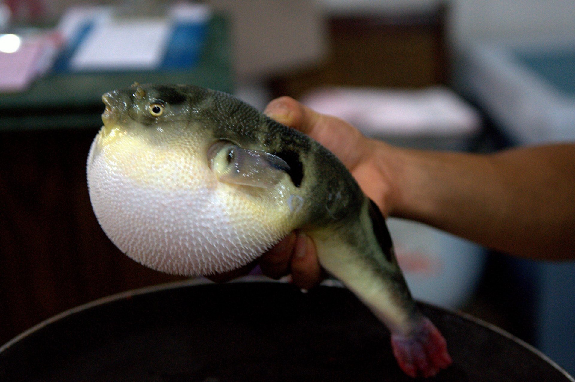 Fugu (Puffer Fish or Blowfish)