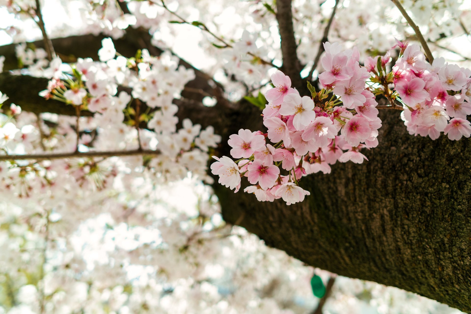 Cerezos en flor