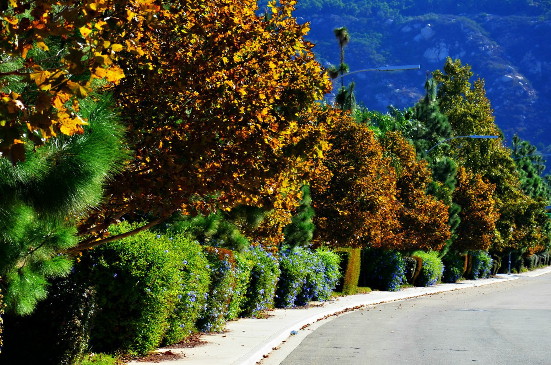 Colori di autunno della California