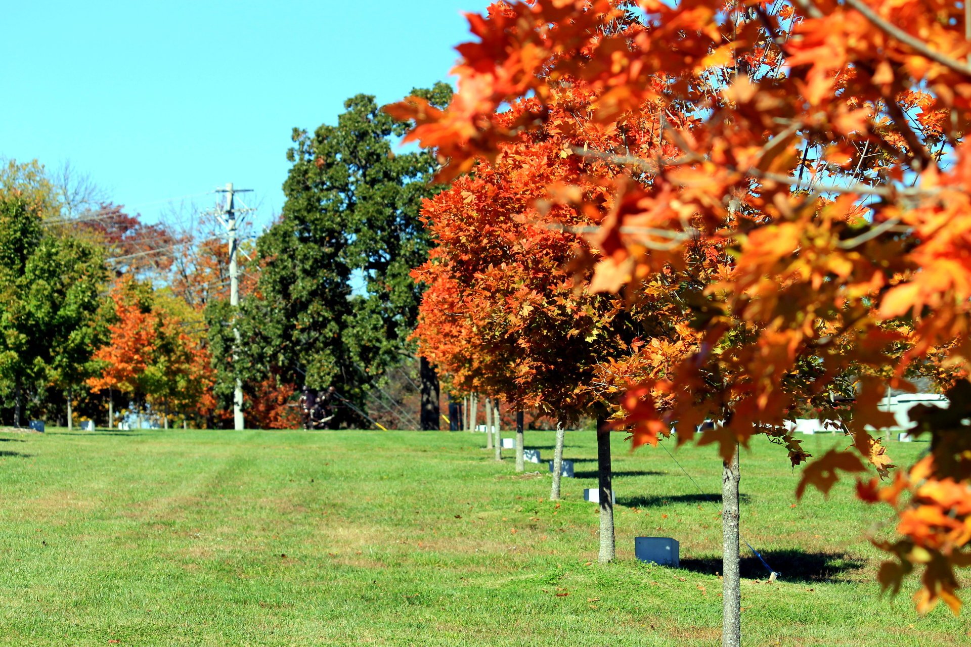 Fall Foliage