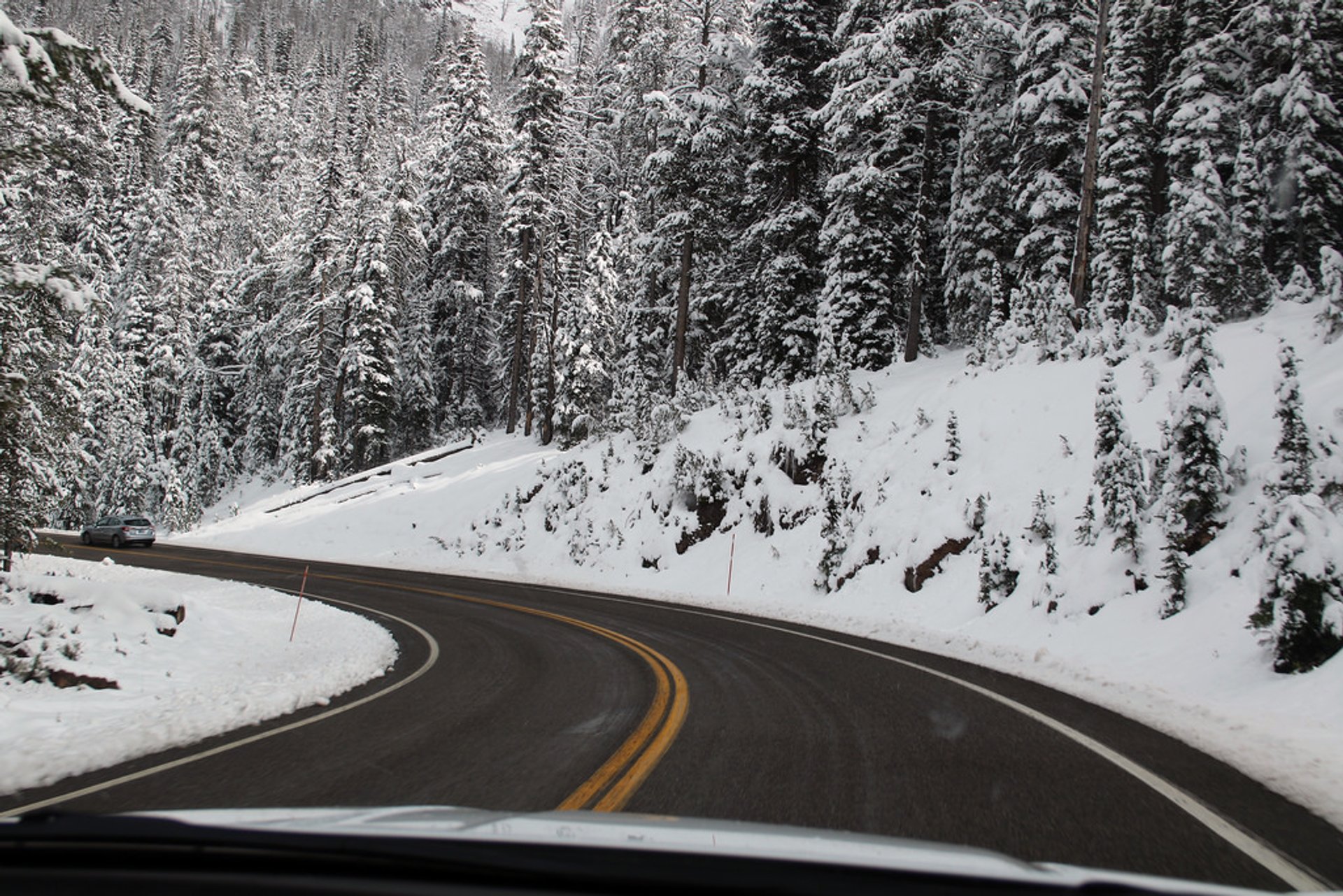 Best time for Dunraven Pass in Yellowstone National Park 2024