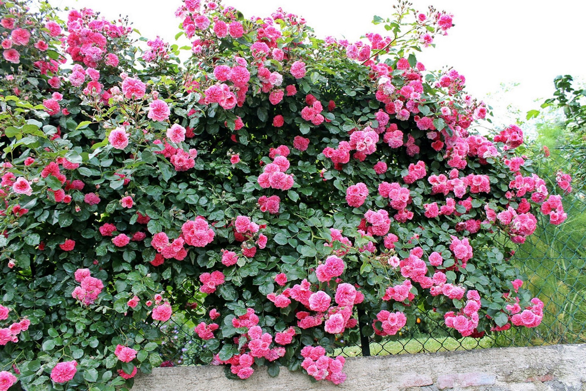Jardins de rosas
