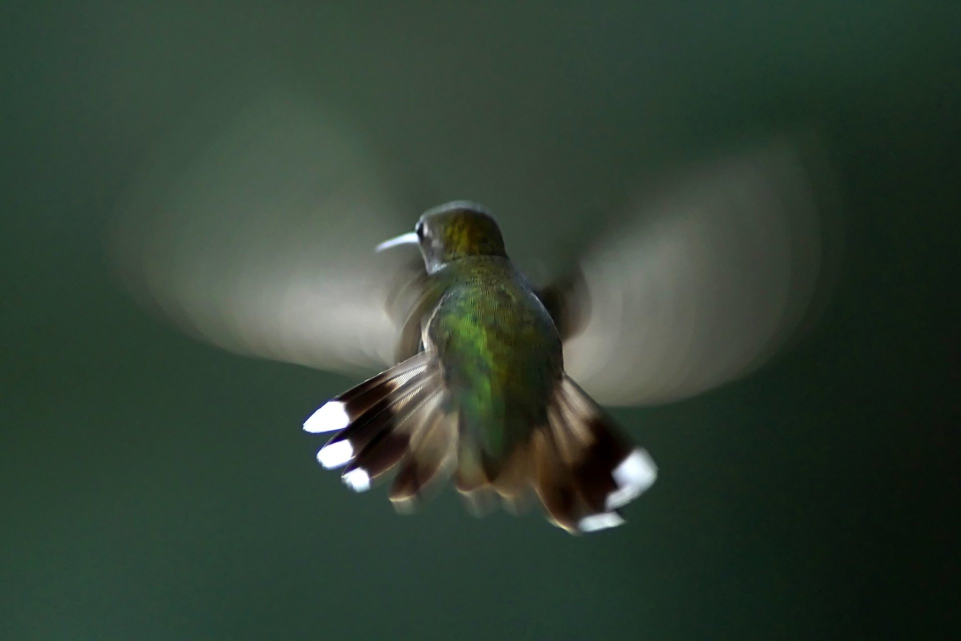 Colibríes en Houston