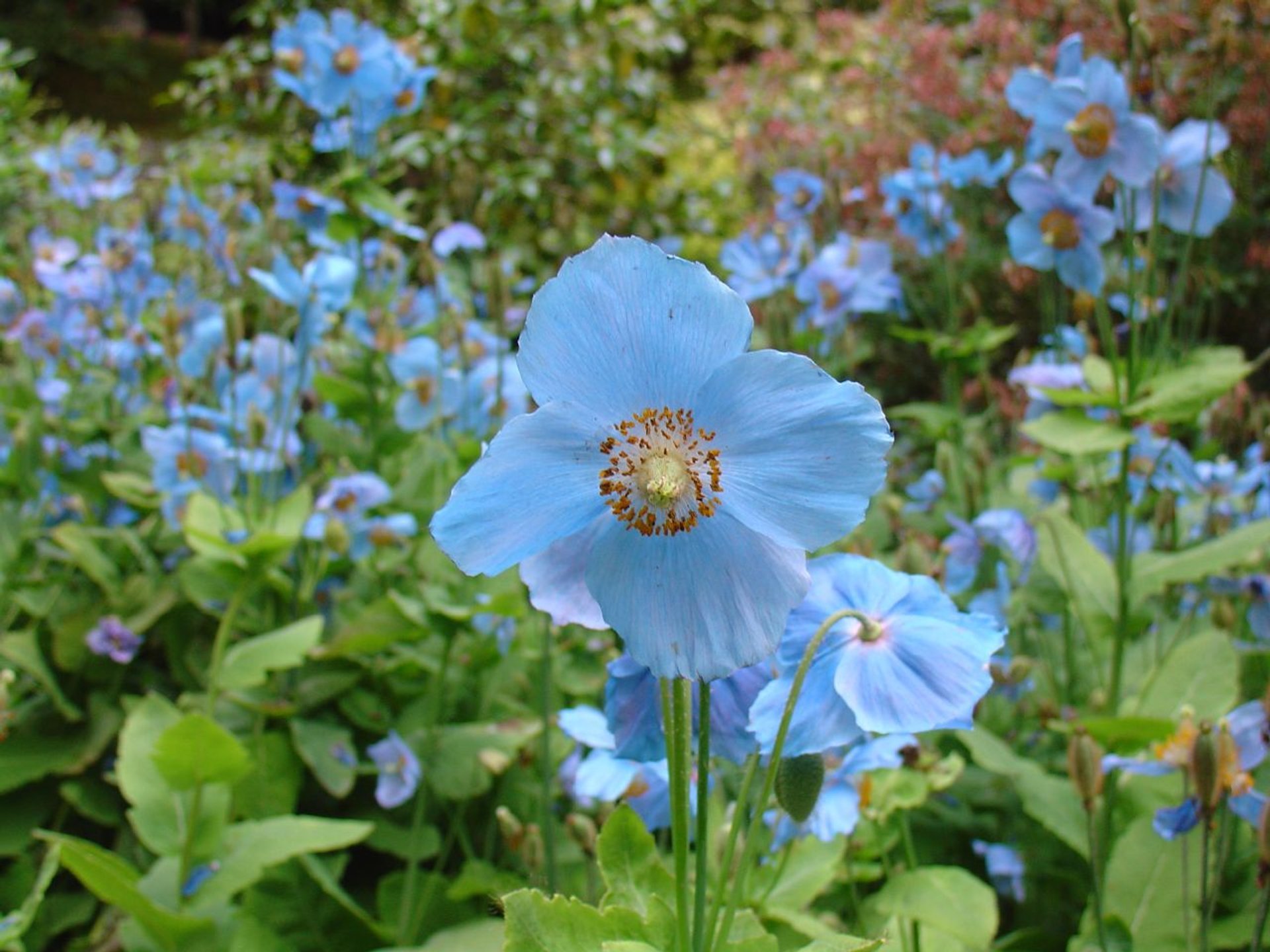 Himalaya-blaue Mohnblume