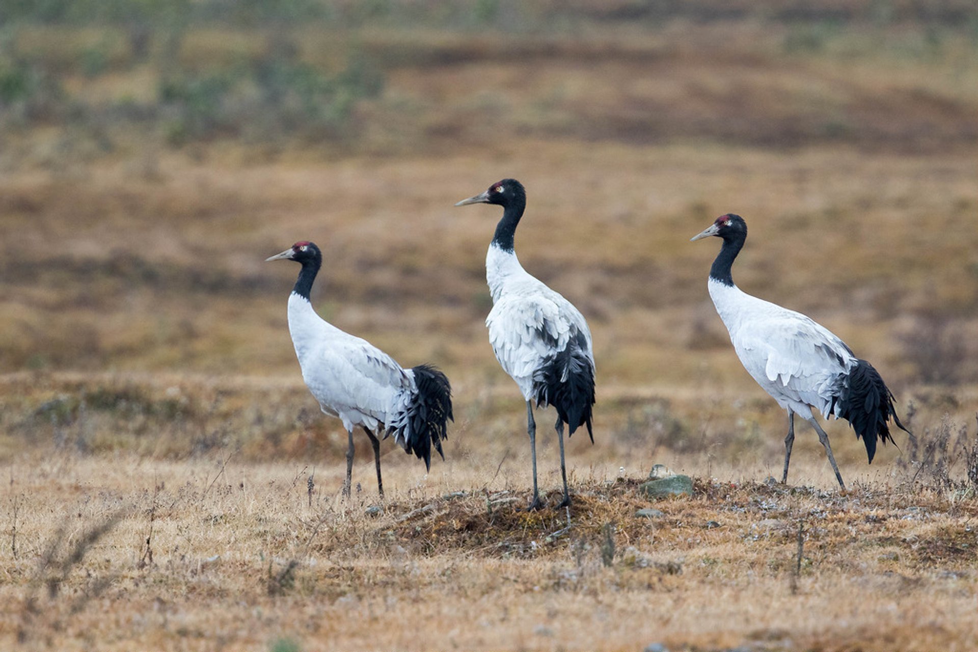 Best time to see Black-Necked Cranes in Tibet 2020