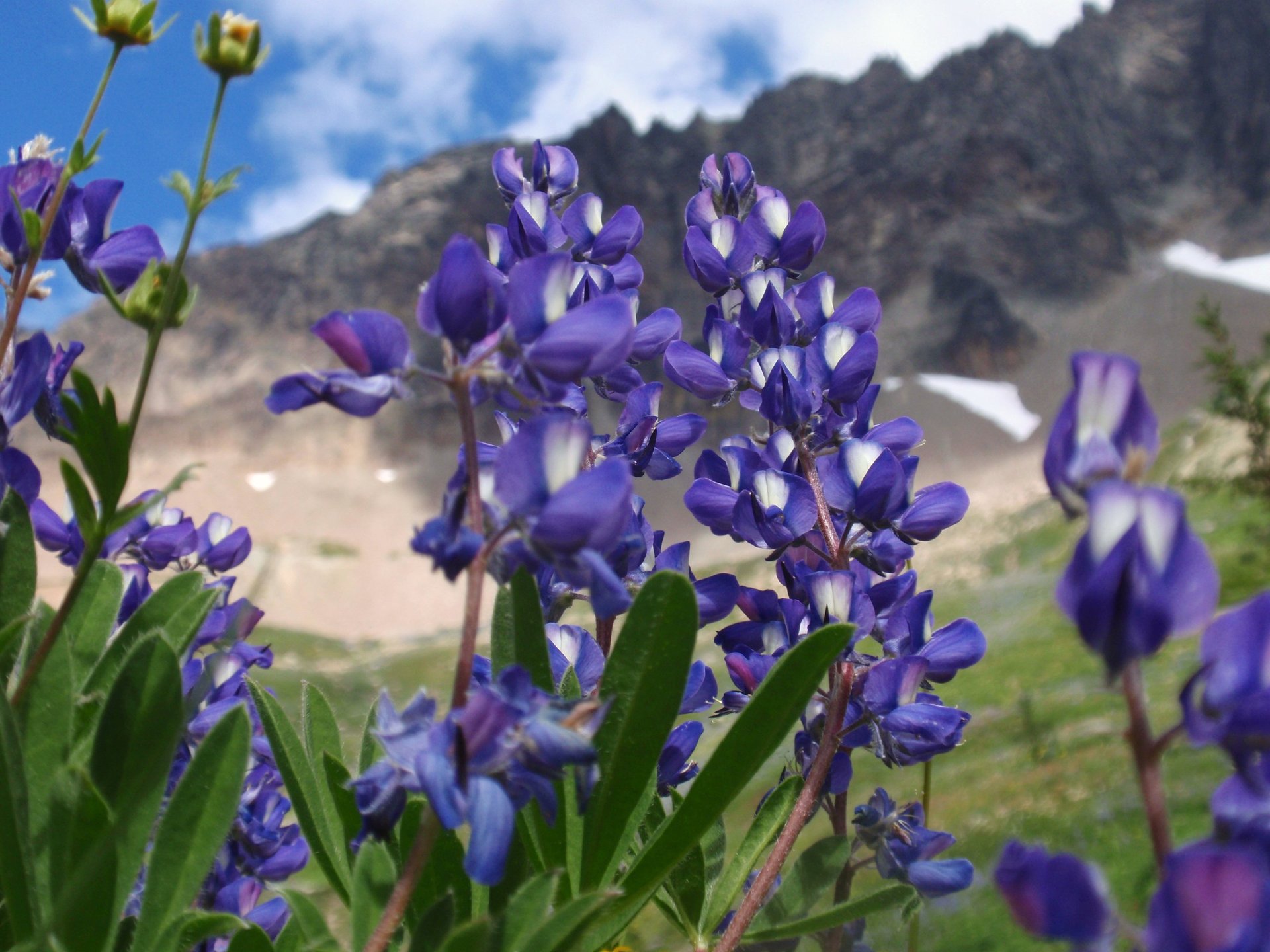 Lupine Blütezeit