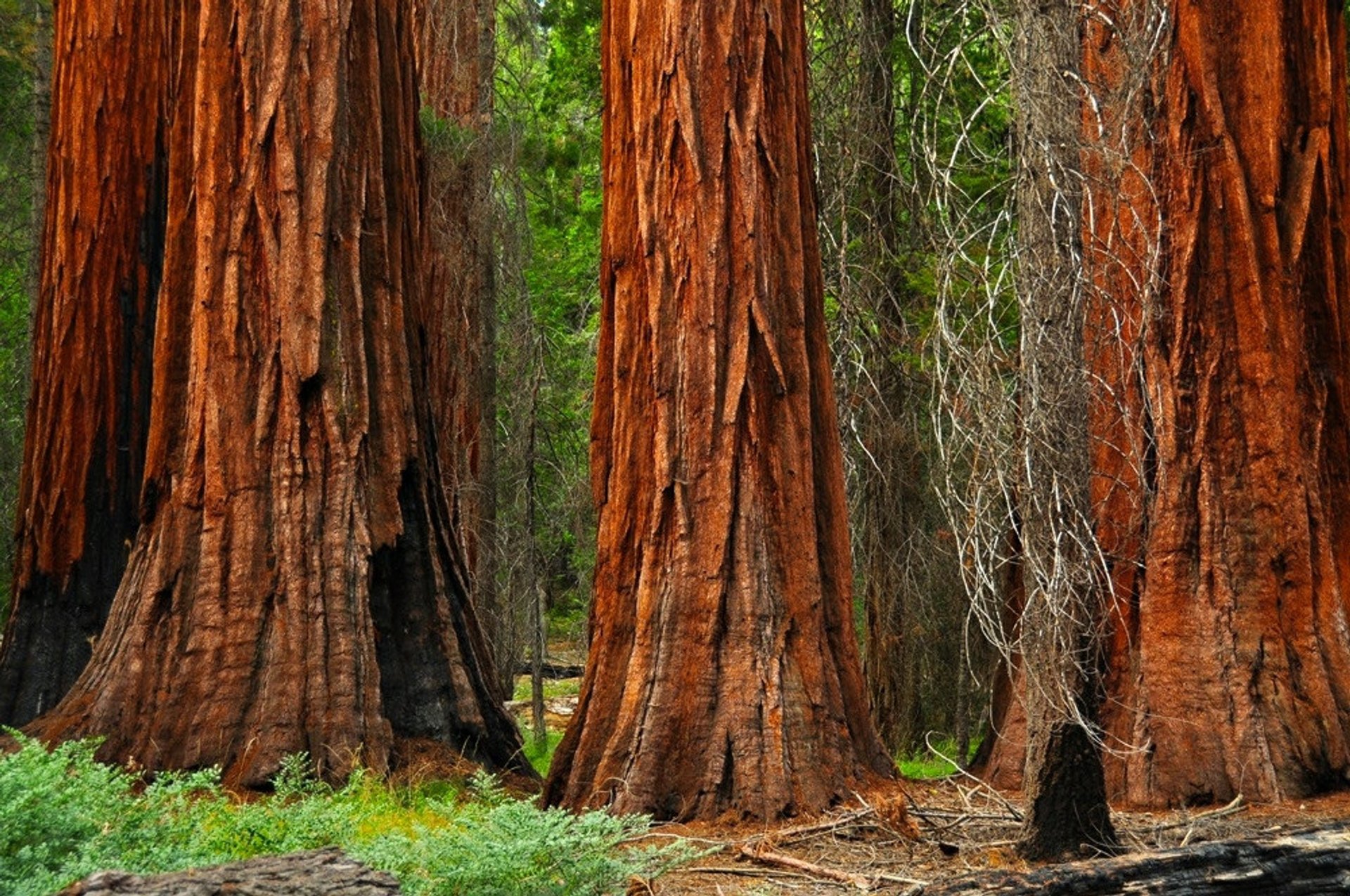 Séquoias géants à Parc national de Yosemite