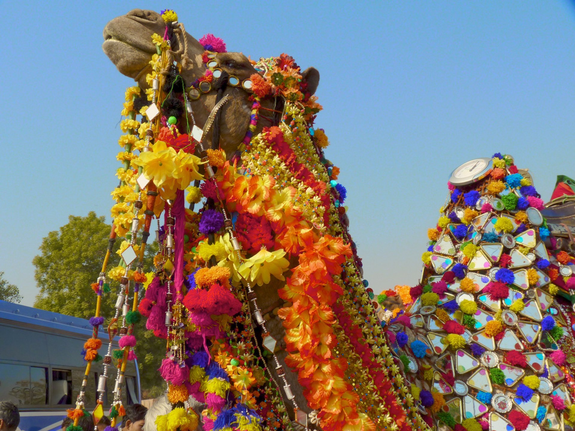 Kamelfest von Bikaner