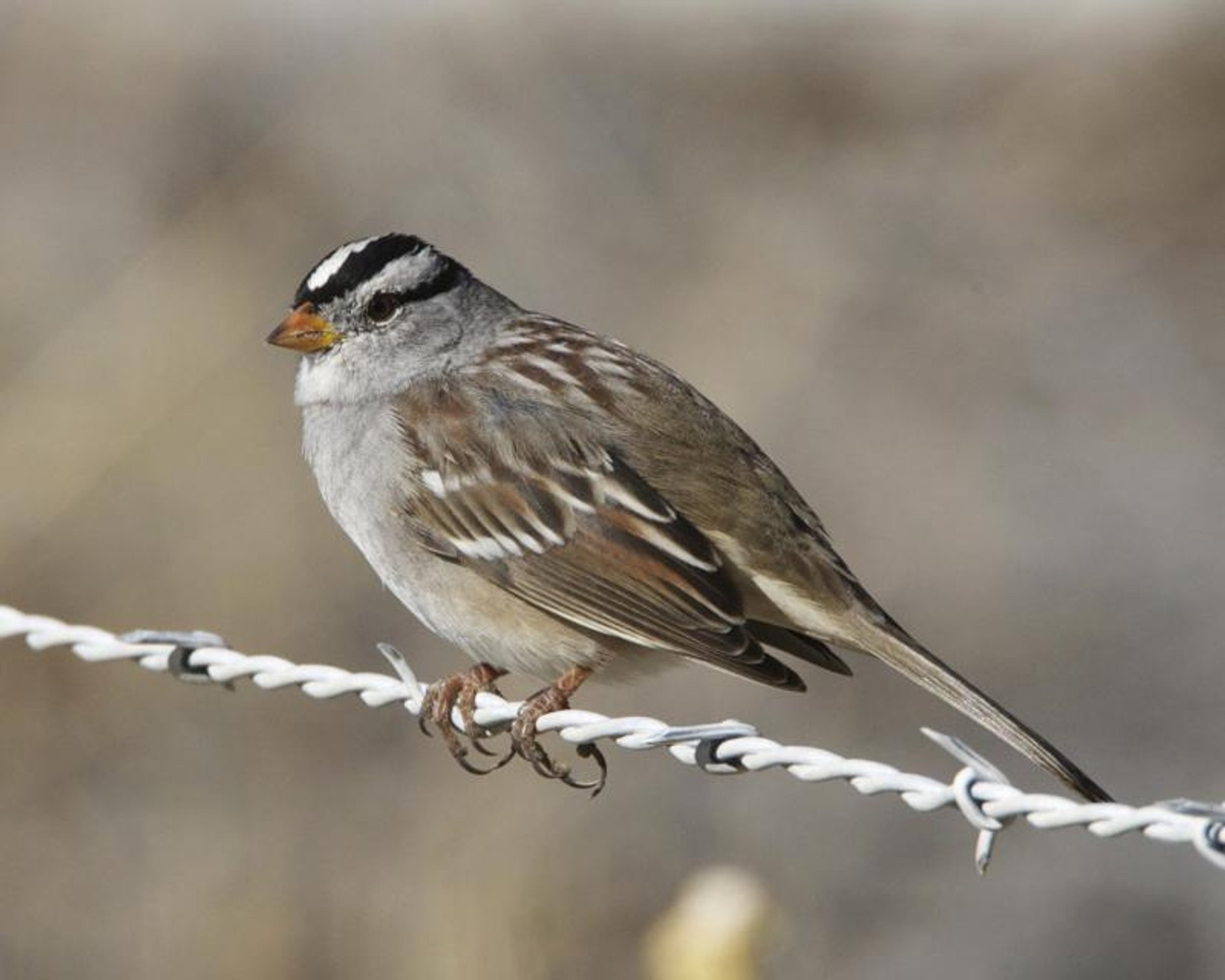 Birdwatching in Corn Creek