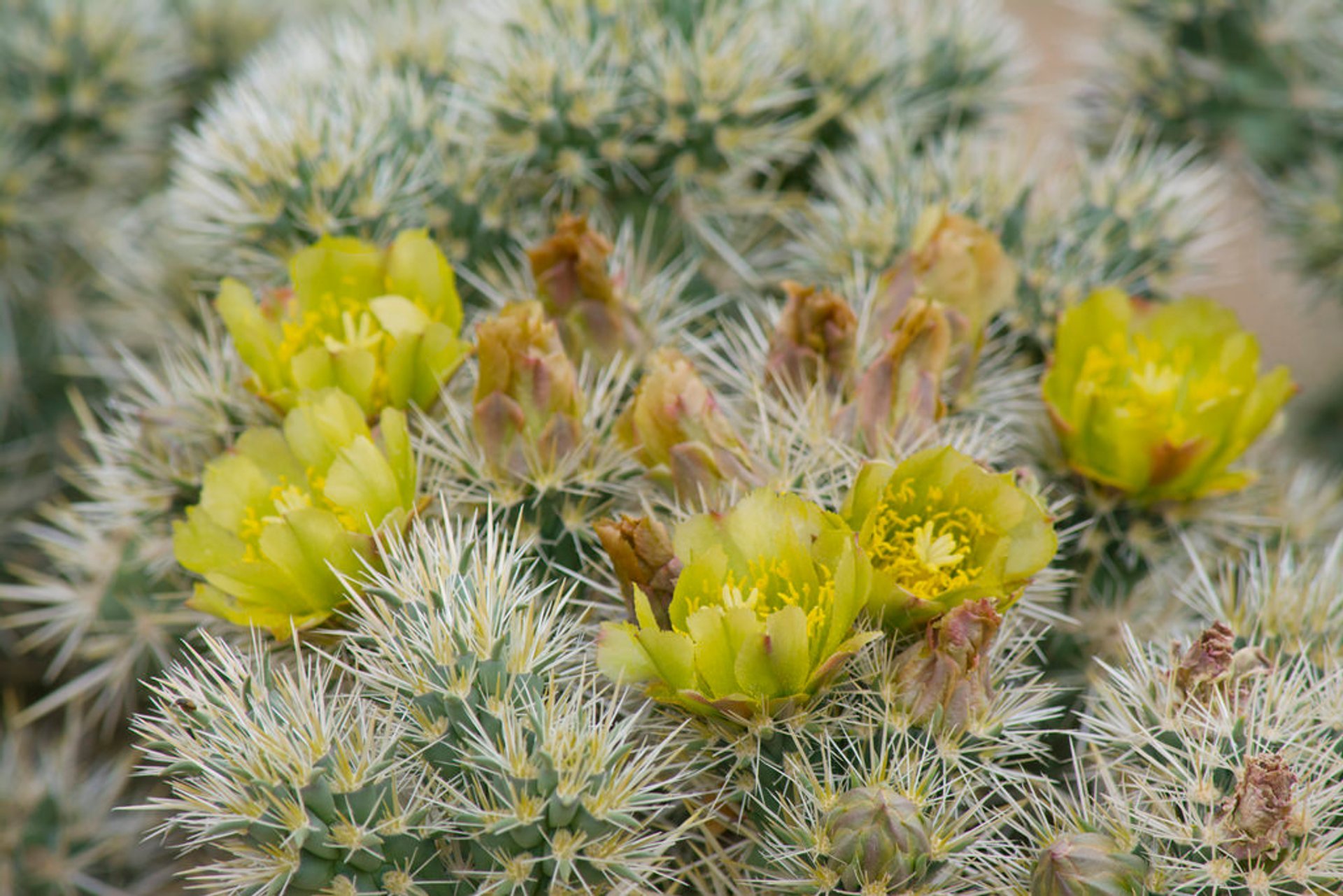 Cactus Blooming