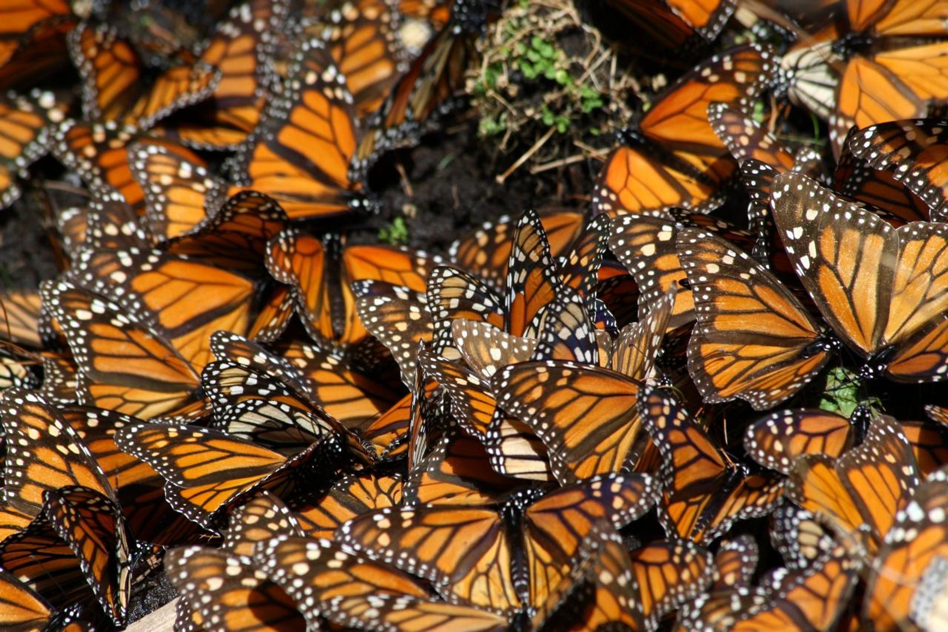 Migration du papillon monarque