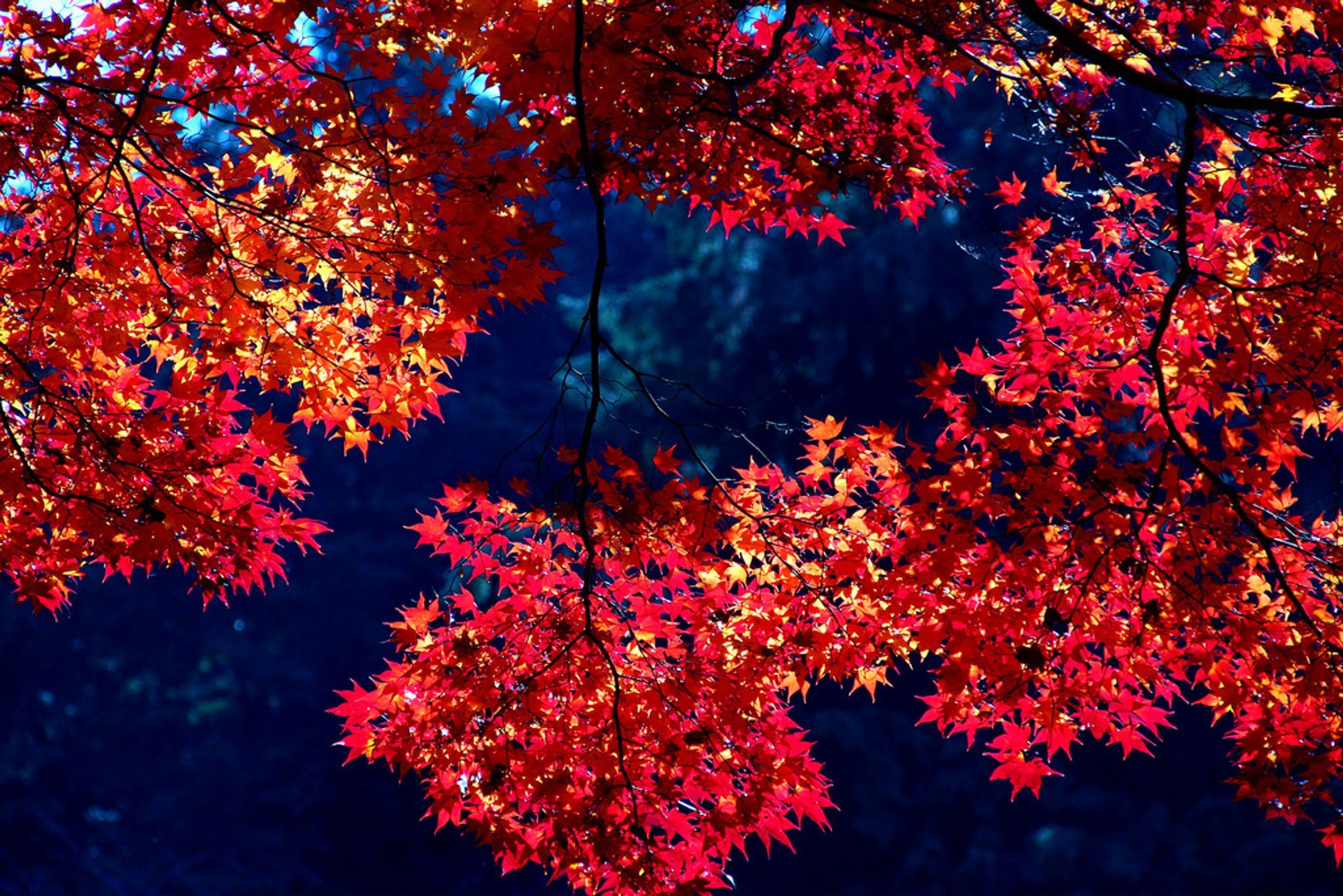 Foliage d'automne (Kōyō)