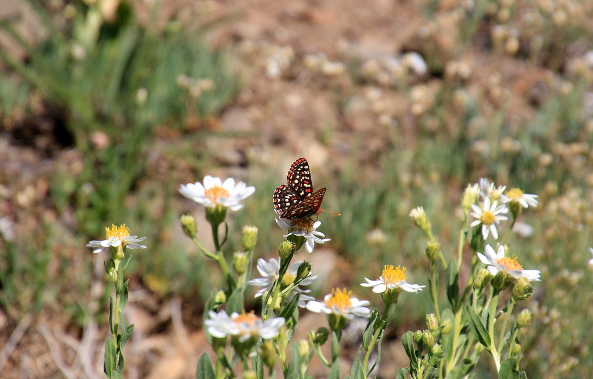 Edith's Checkerspot Butterfly at Mt. Olympic National Park