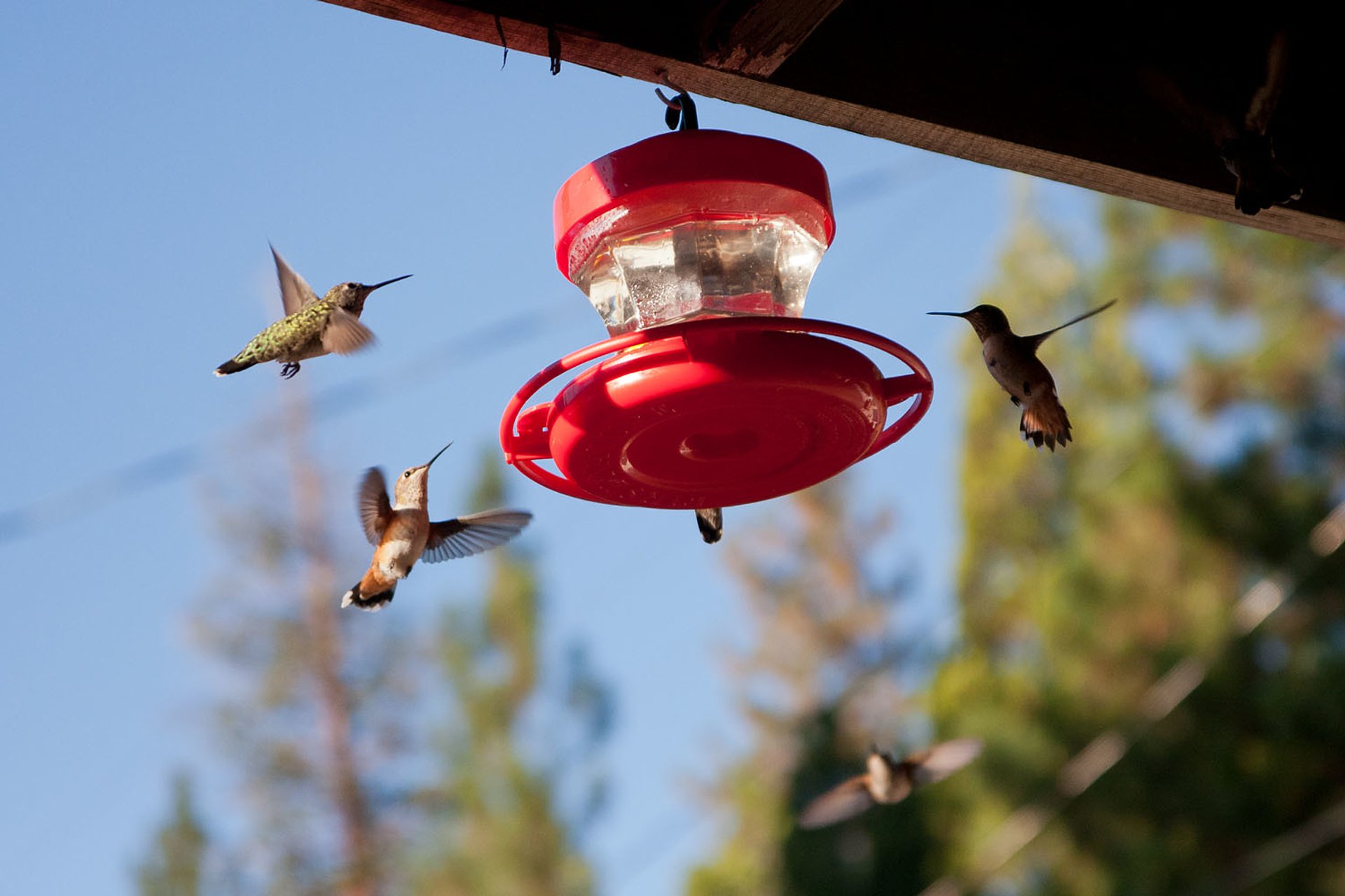 Colibríes