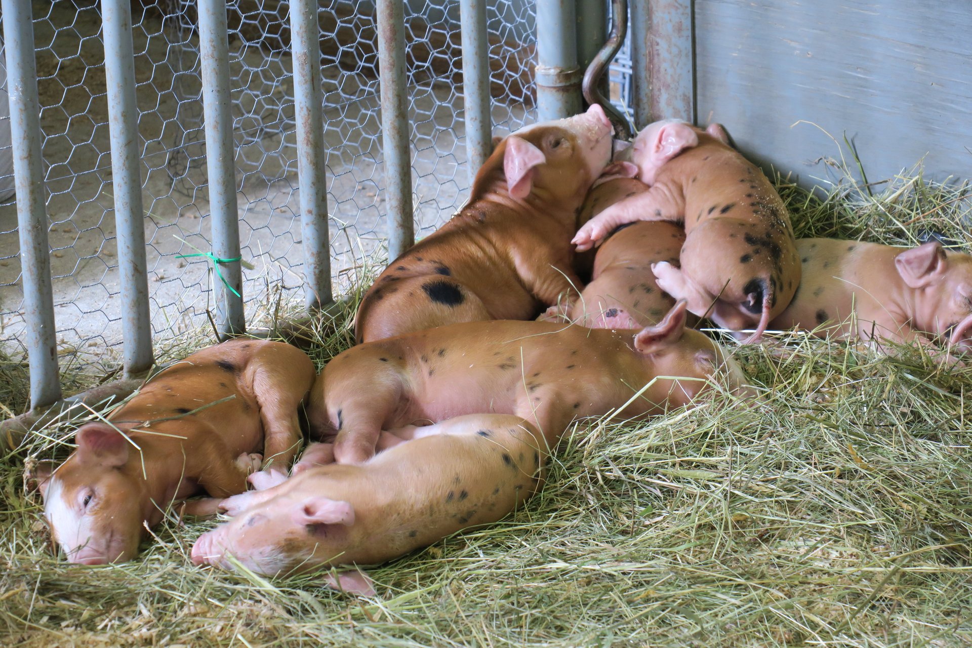 Skowhegan State Fair