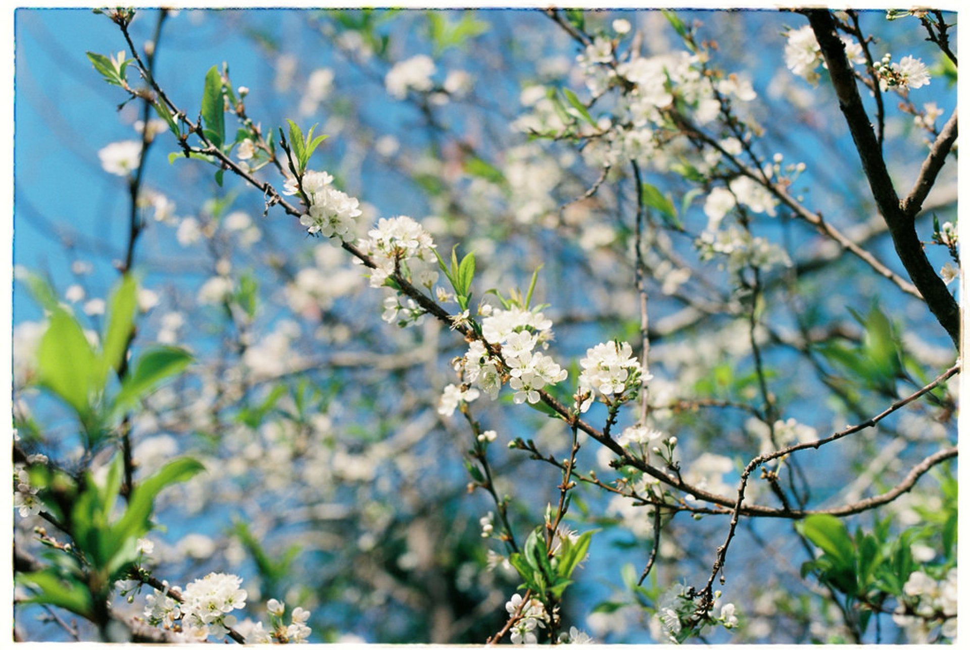 Pflaumenblüten Saison