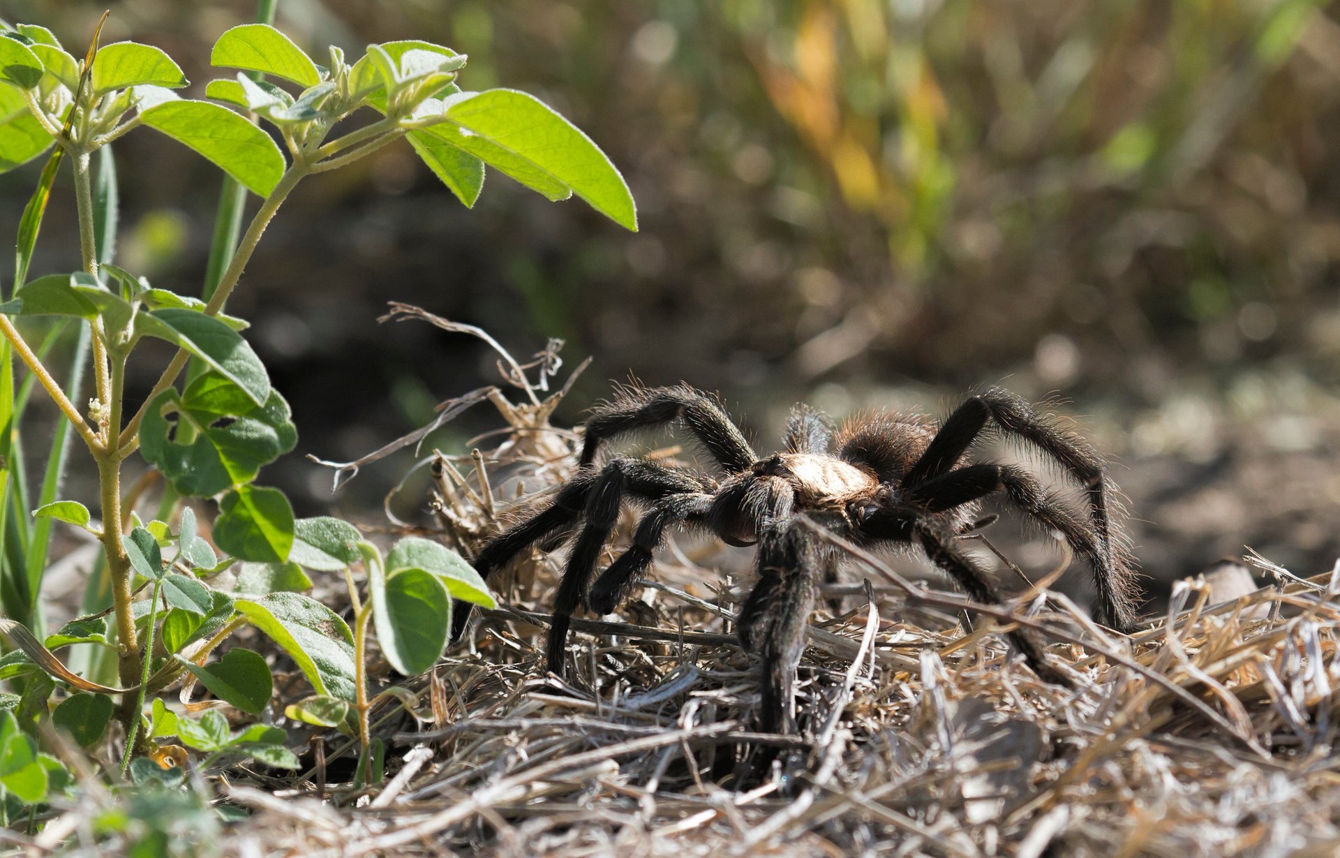 Tarantula Migration