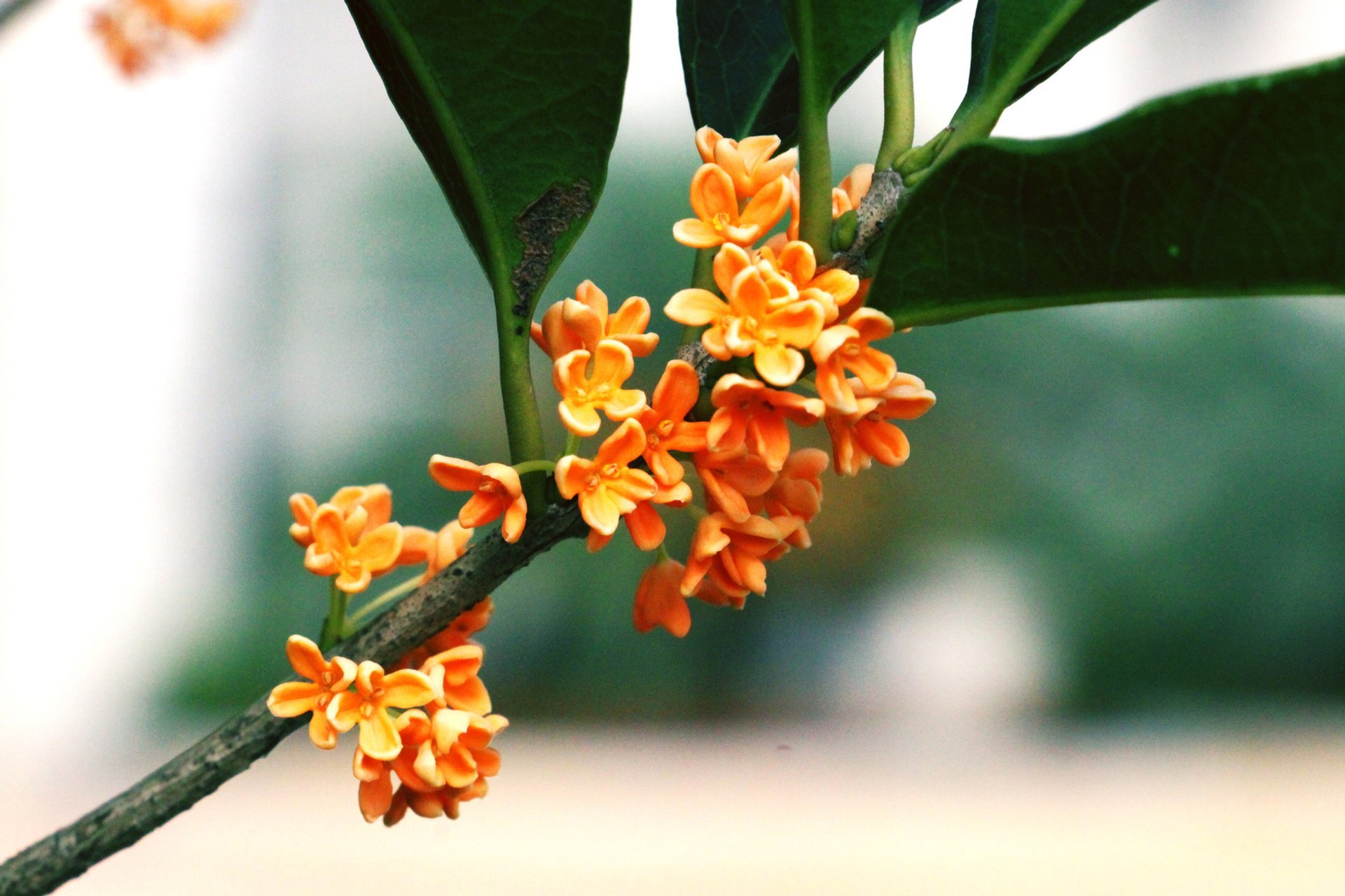 Osmanthus dulce en flor