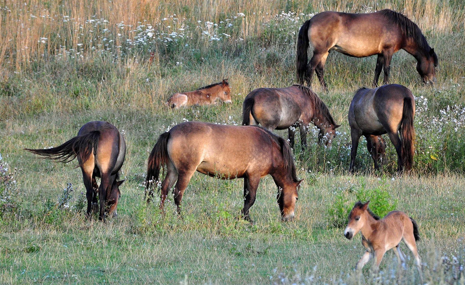 Chevaux sauvages