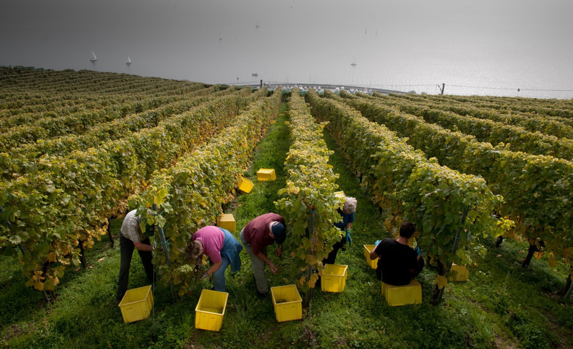 Grape Harvest and Wine Season