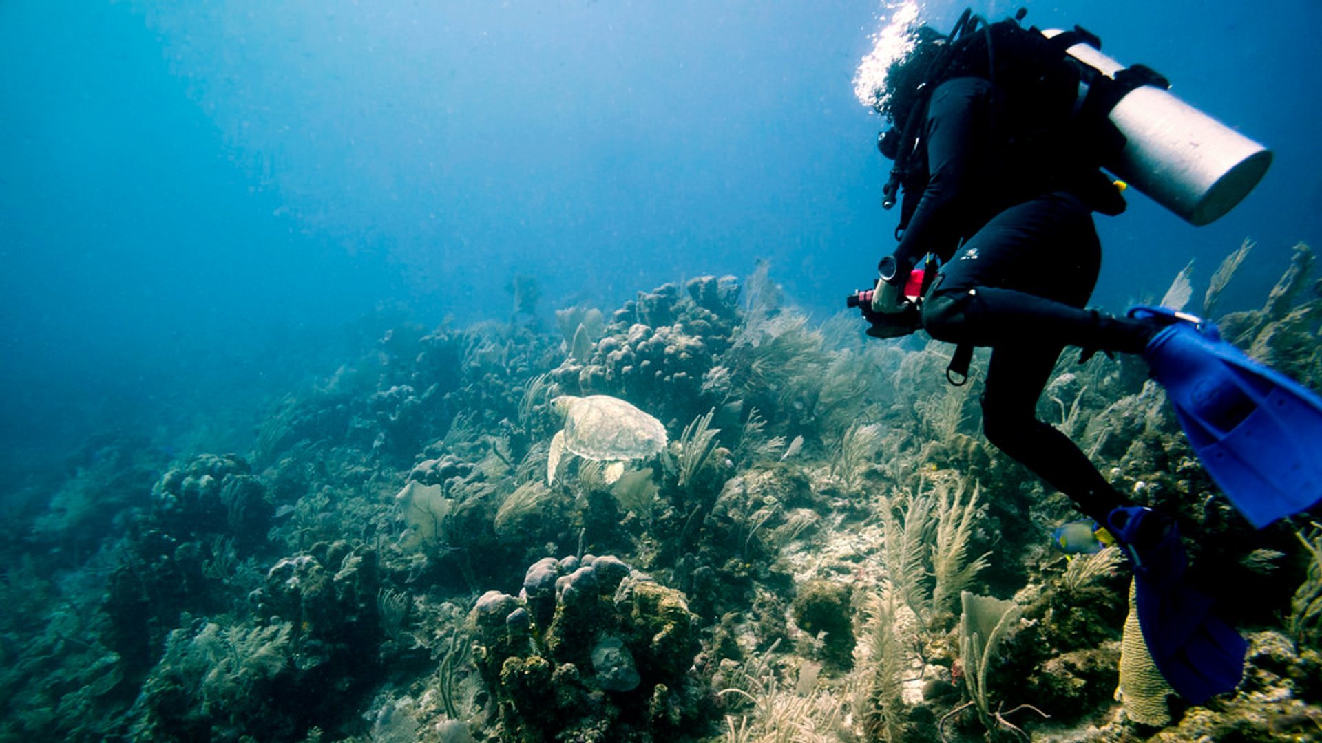 Diving e immersioni