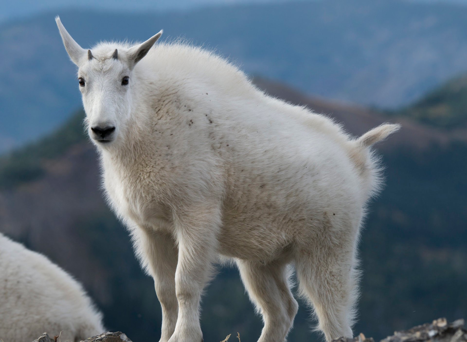 Chèvres de montagne