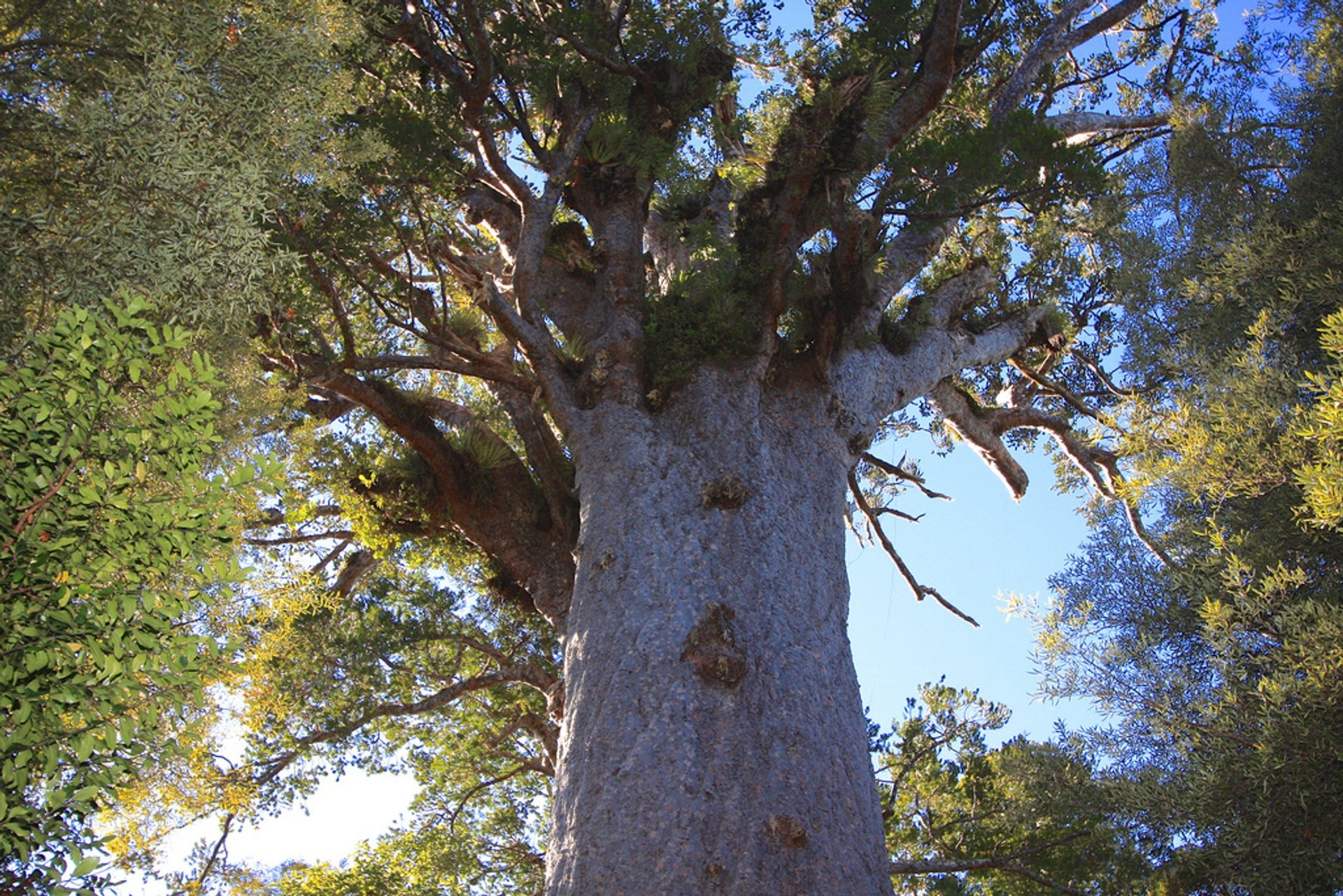 Foresta di Waipoua