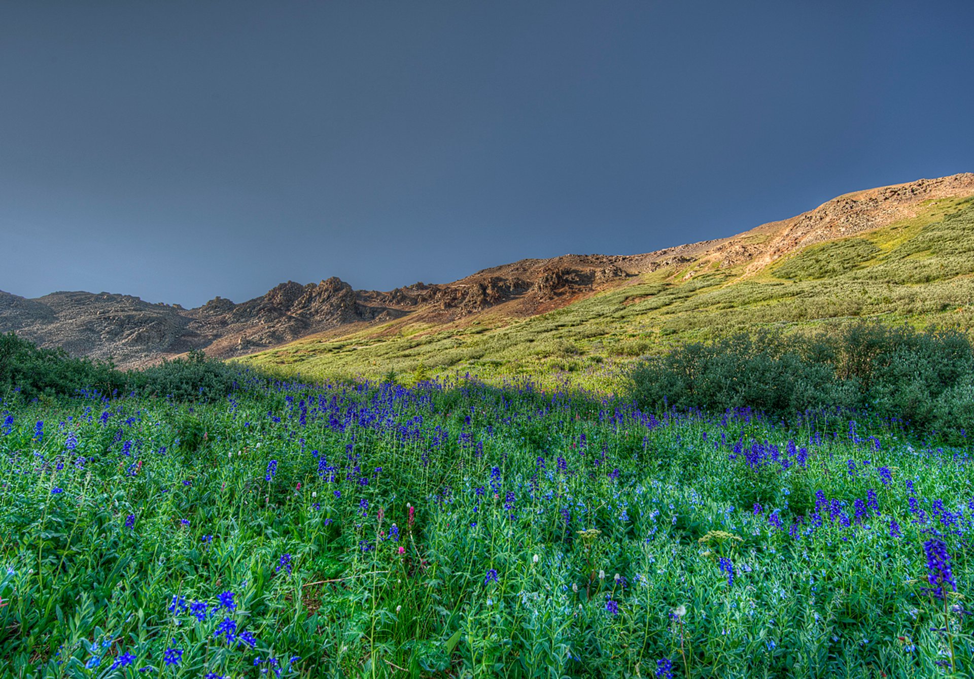 Wildflowers  