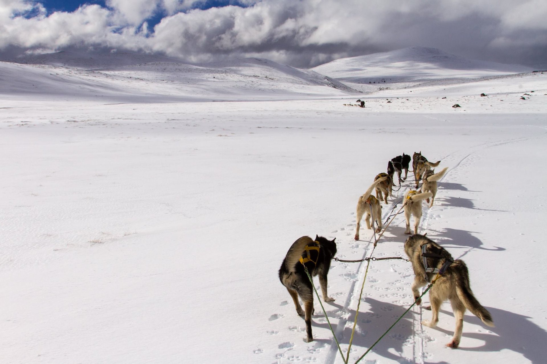 Dog Sledding