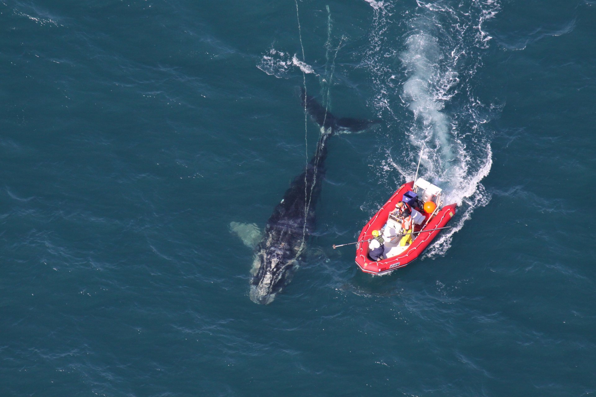 Whale Watching (Walbeobachtung)