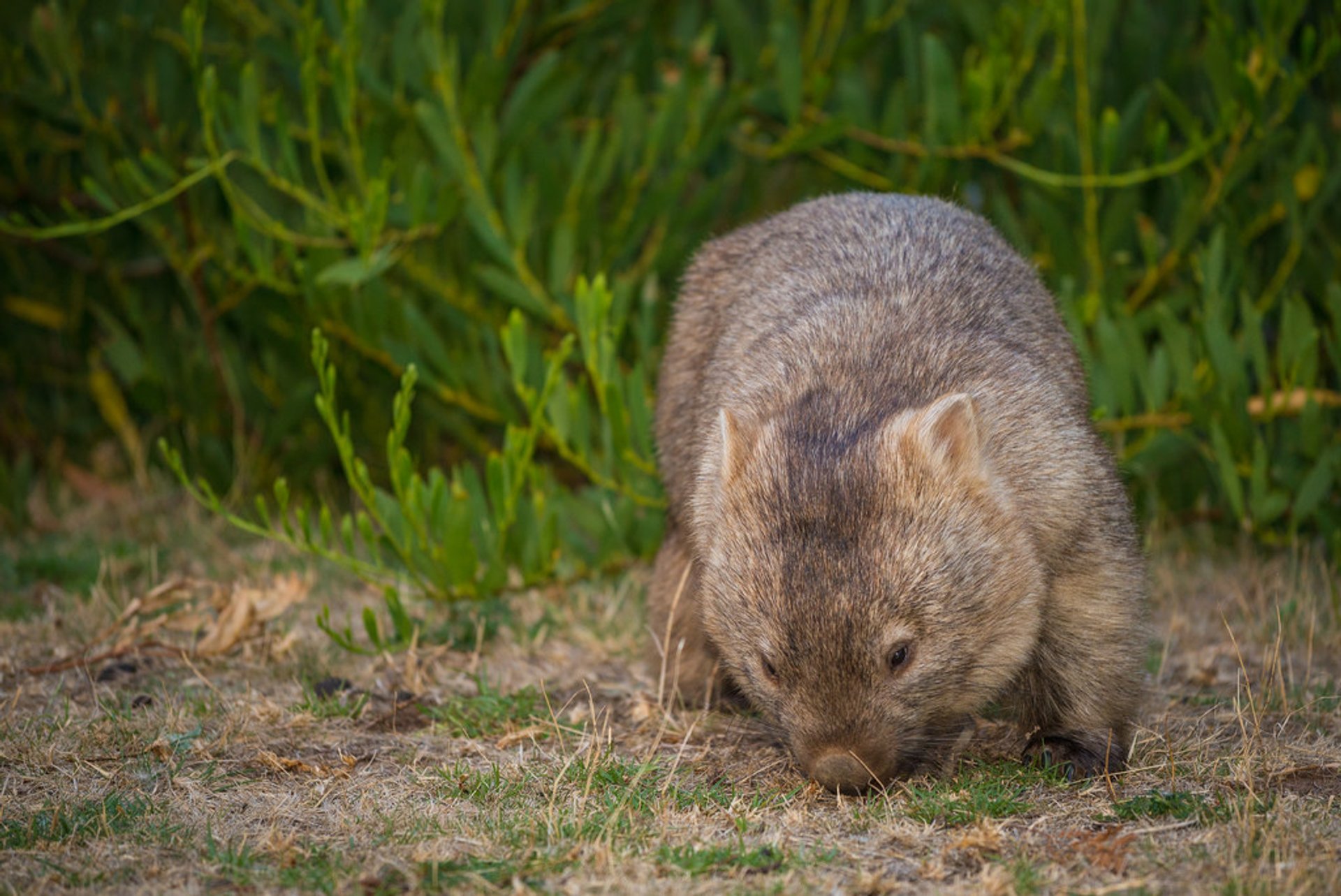 Wombat Watching