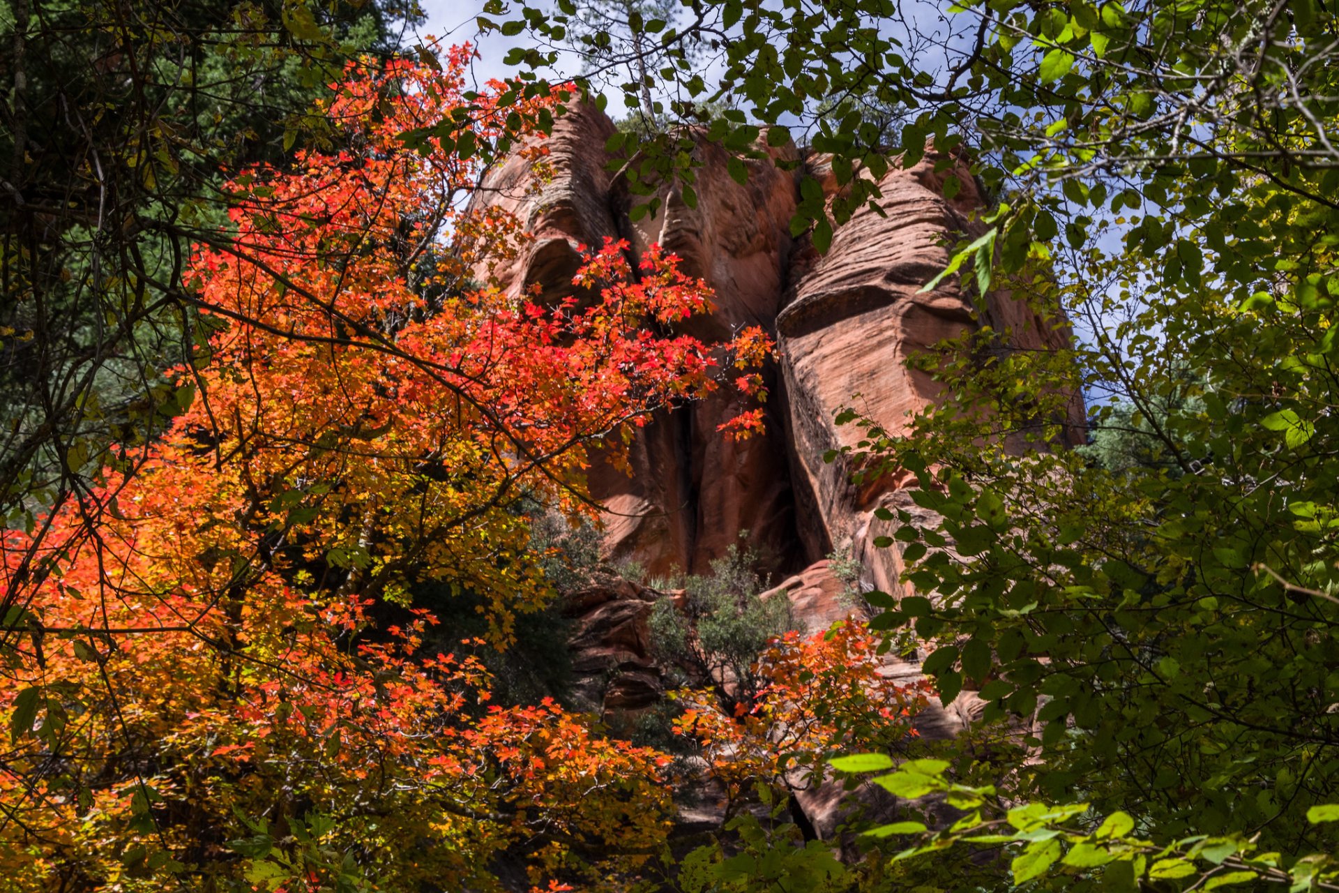 Fall Colors in Sedona