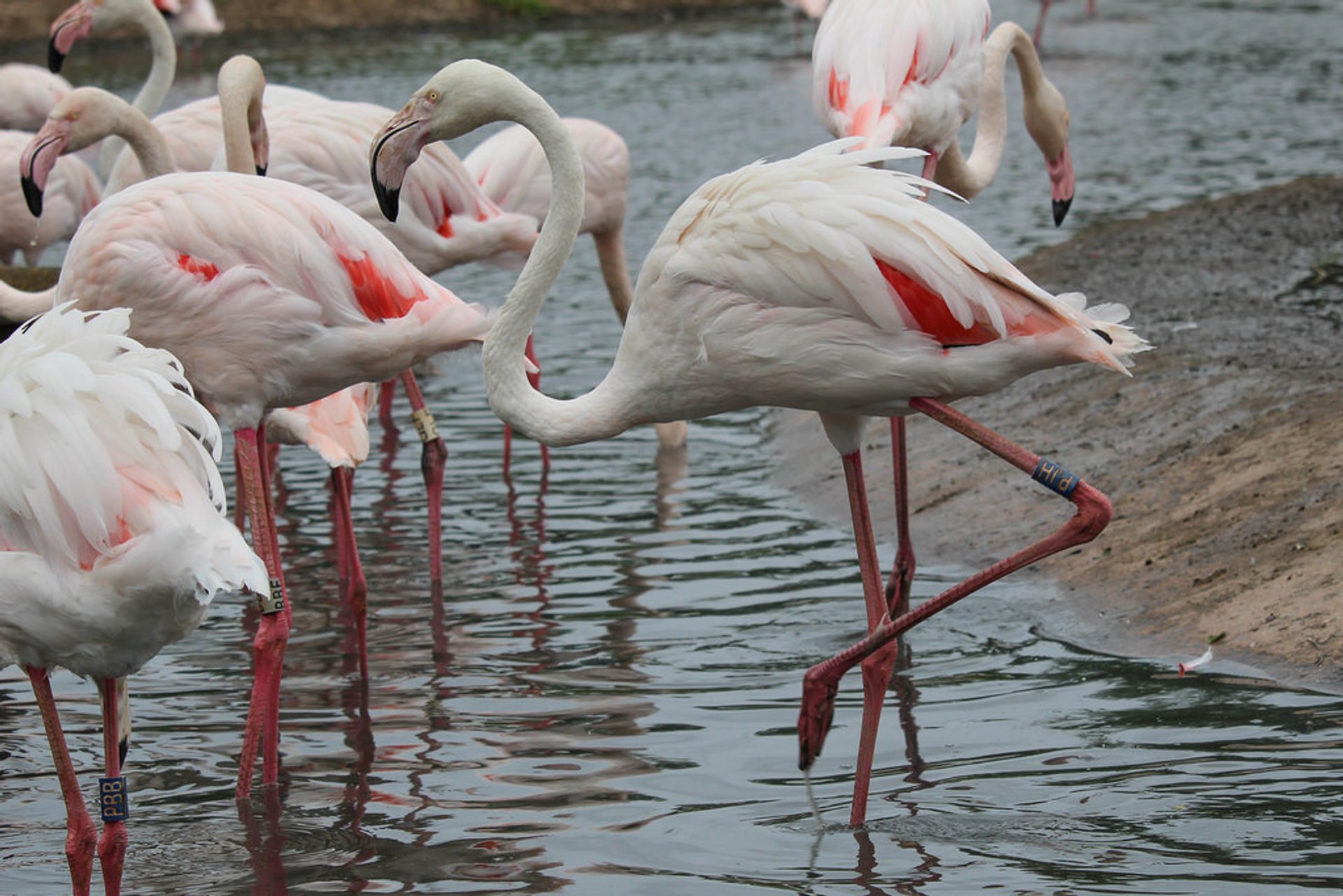 Observação de aves