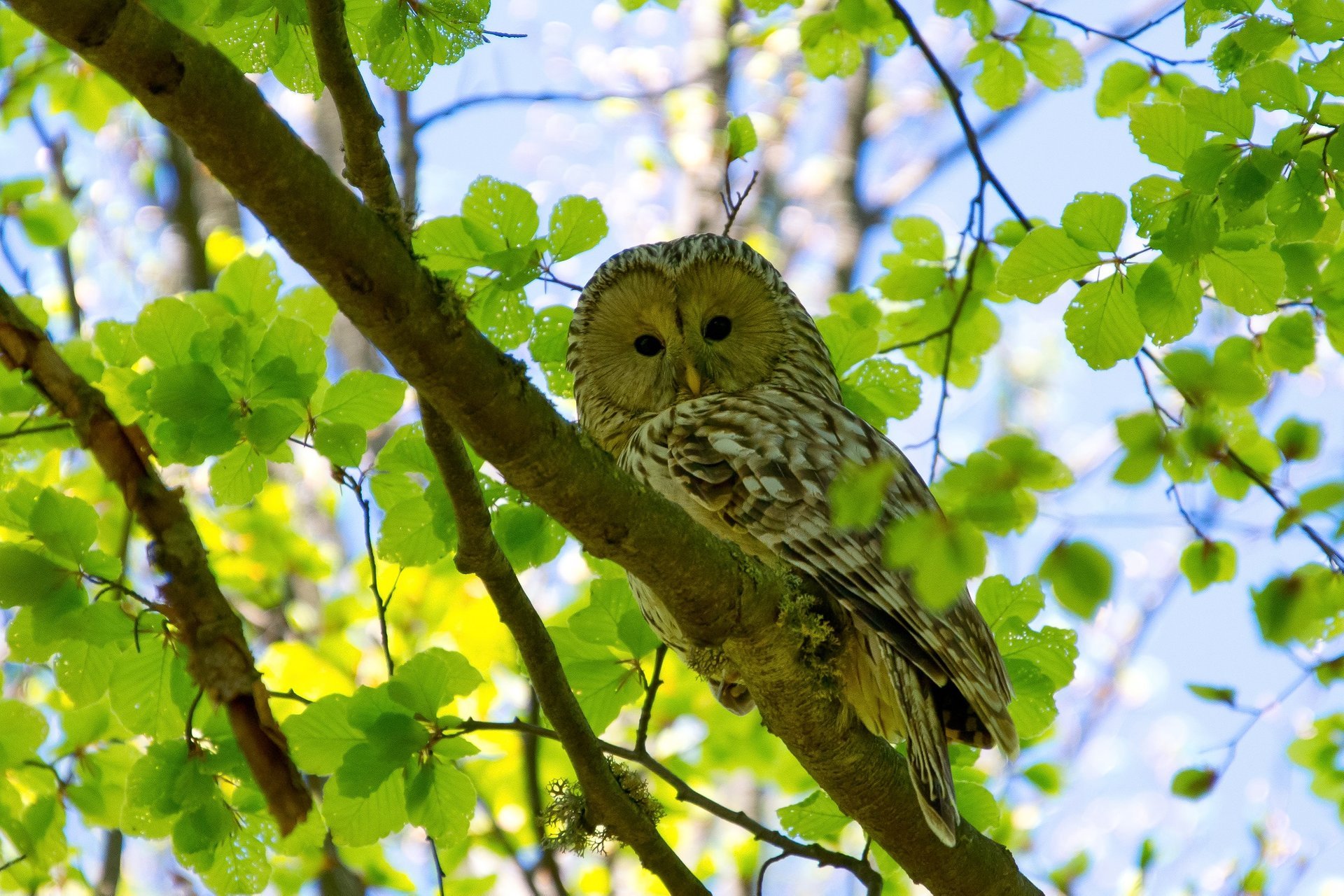 Vogelbeobachtung