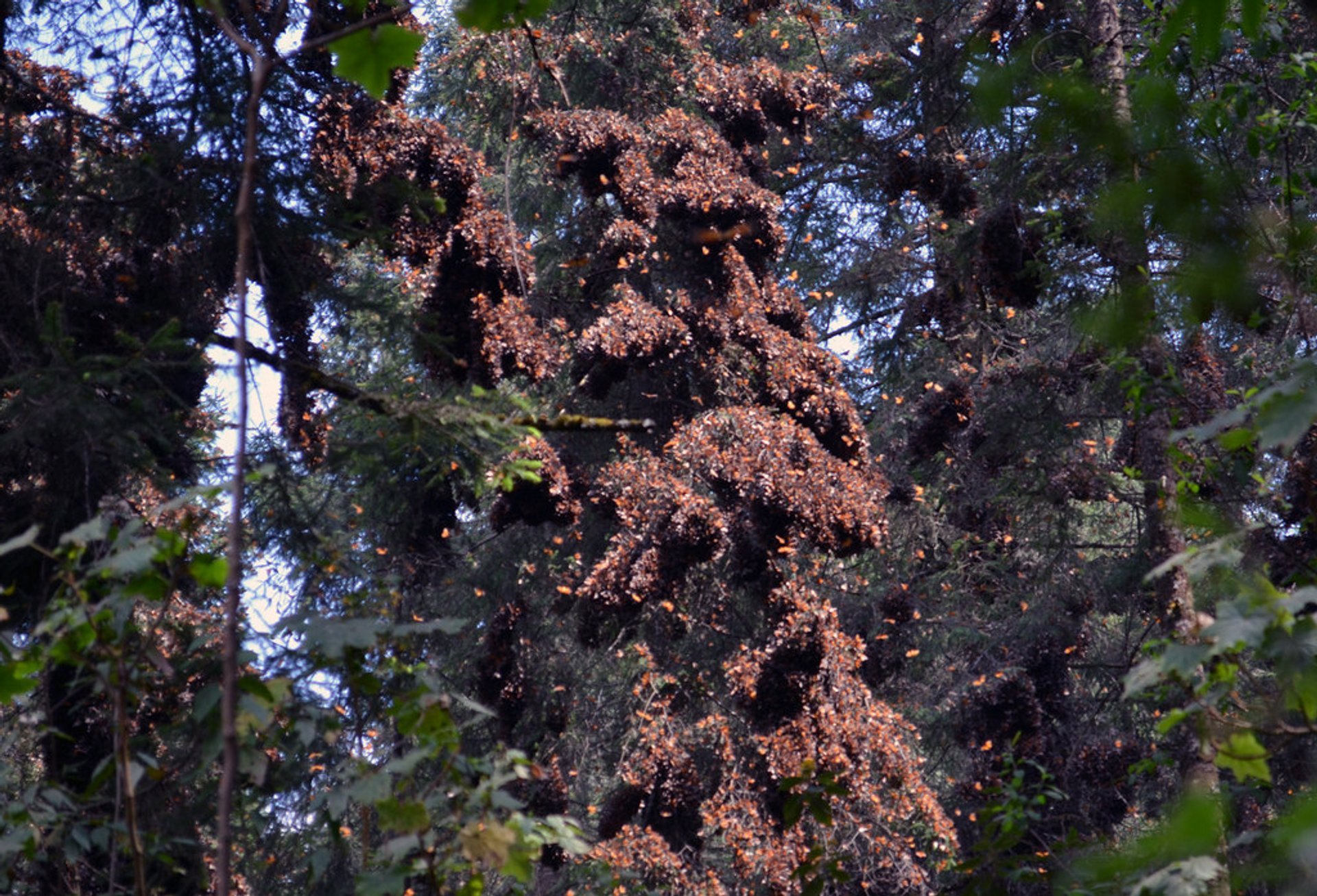 Monarchfalter Wanderung