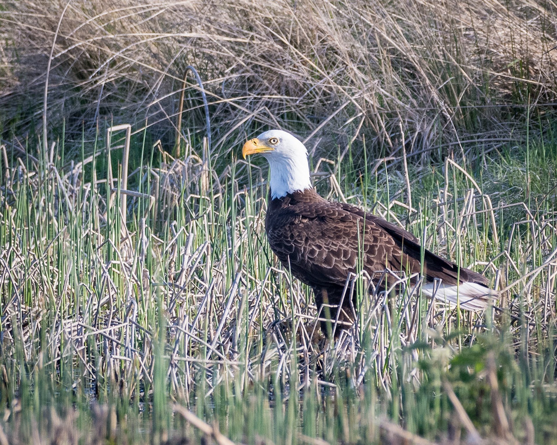 A Bald Eagle Makes a Rare Visit to San Francisco