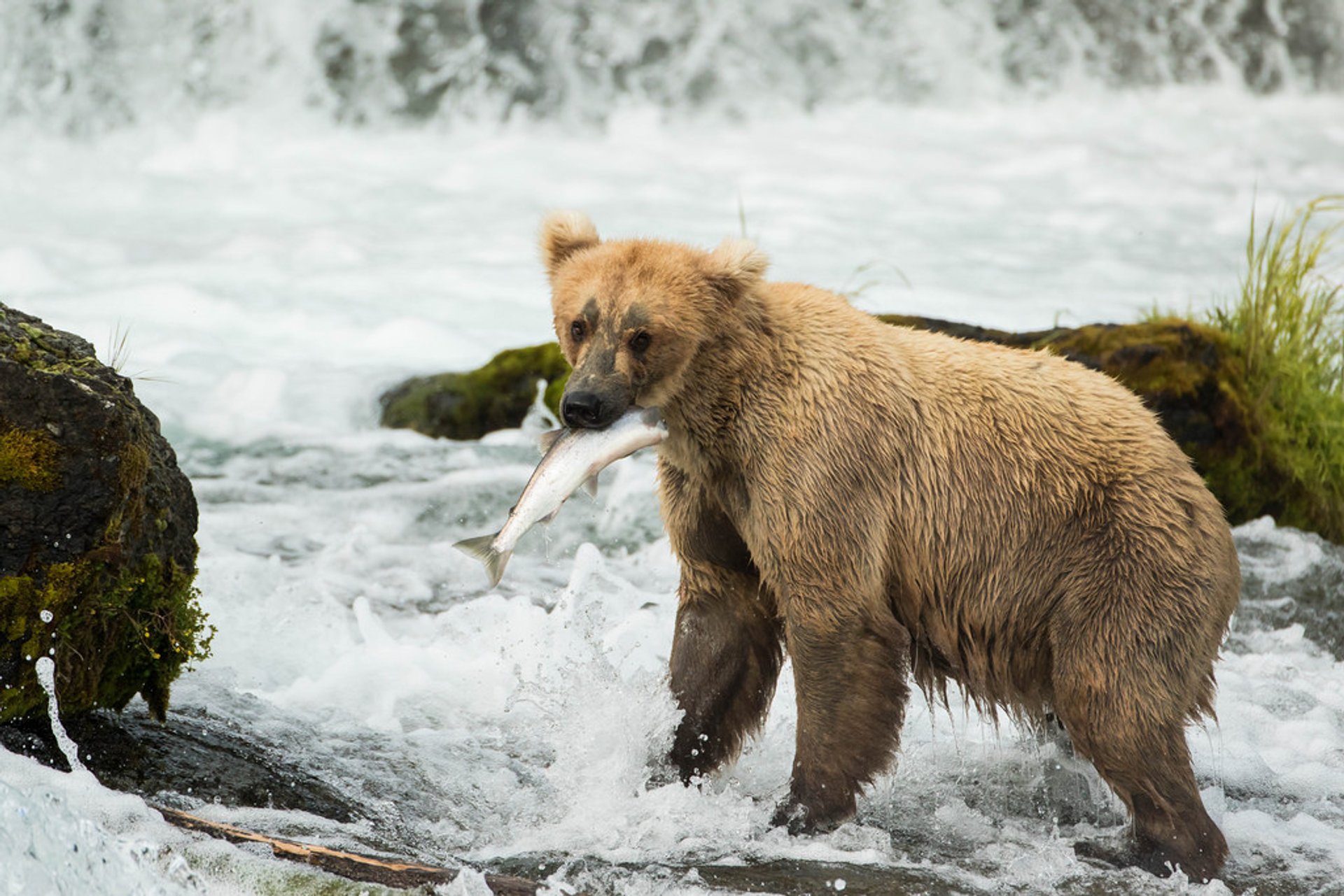 Observation des ours