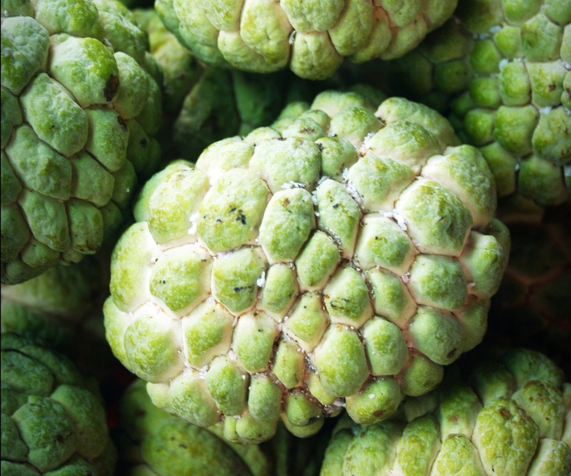 Custard Apple Season in Thailand - Best Time