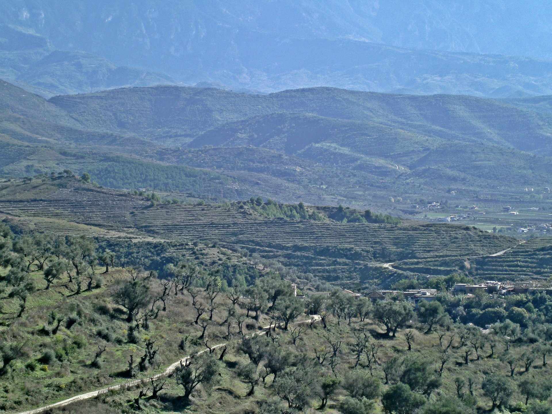 Olive Harvest