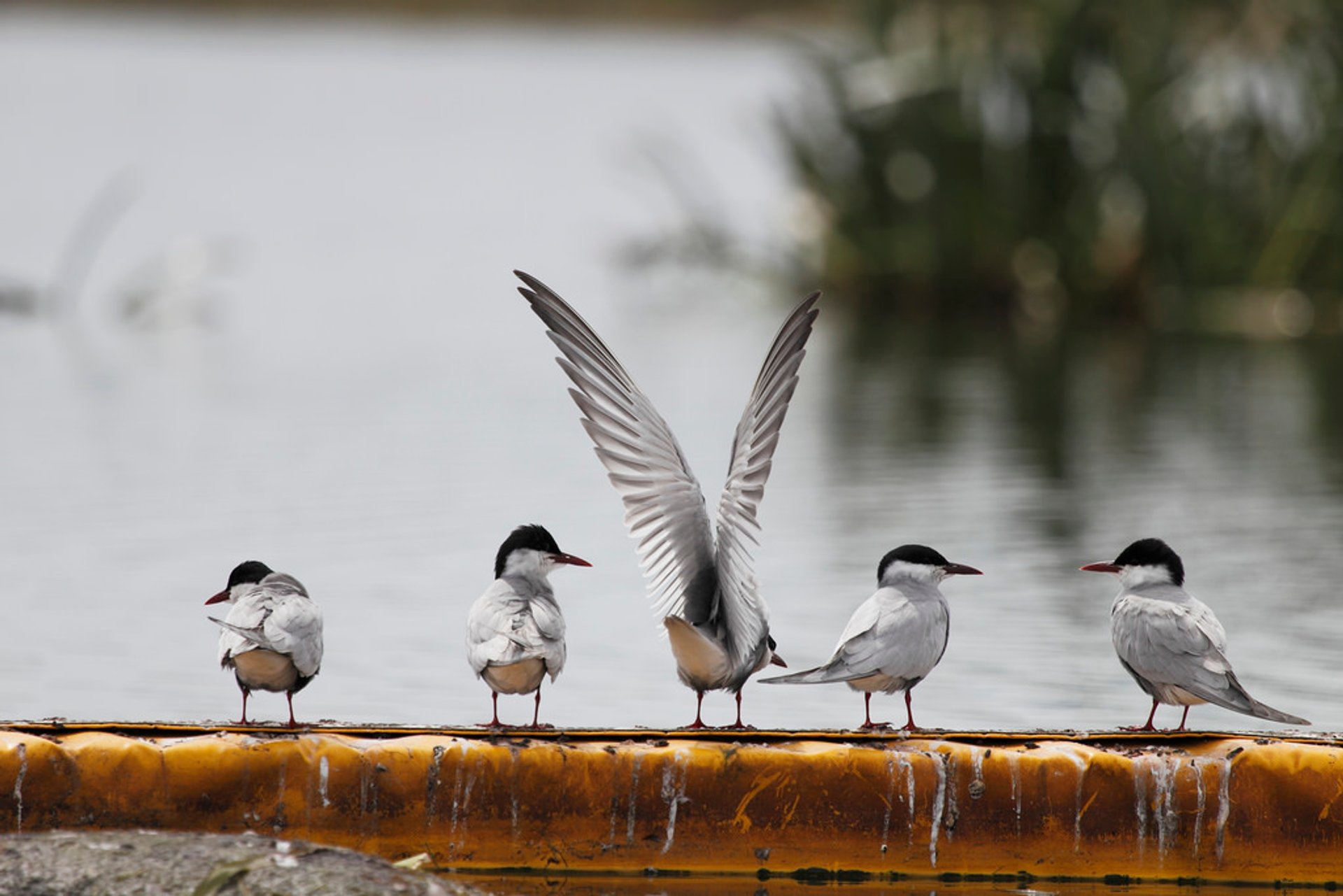 Vogelbeobachtung