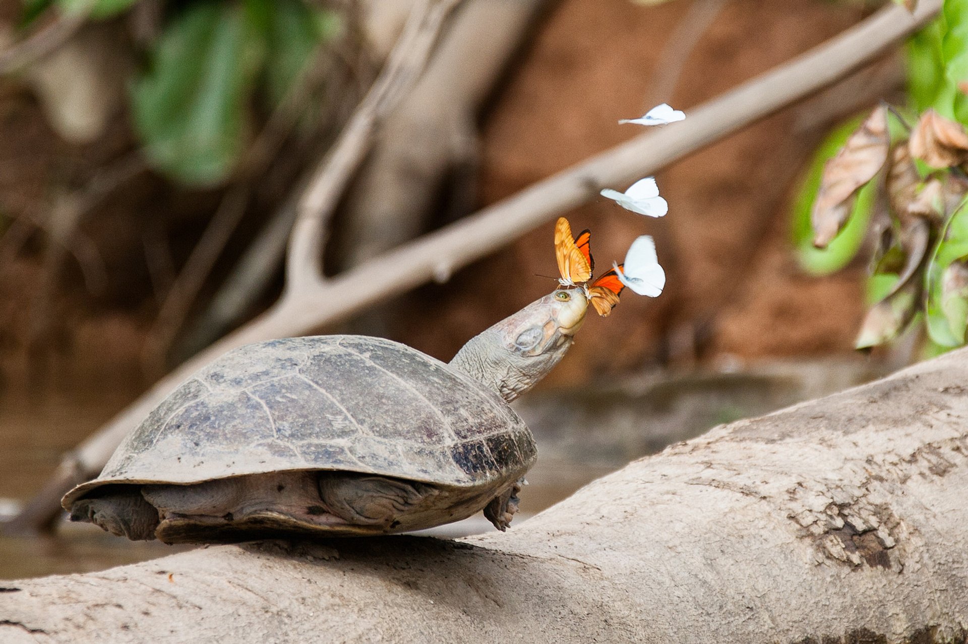 Papillons qui boivent des larmes de tortue