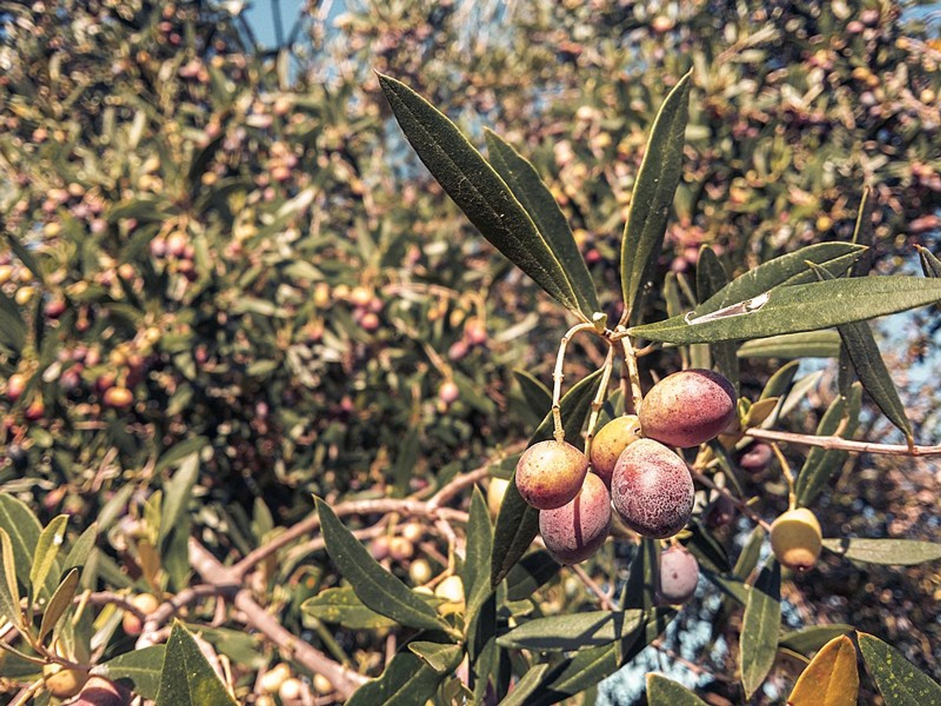 Cosecha de aceitunas