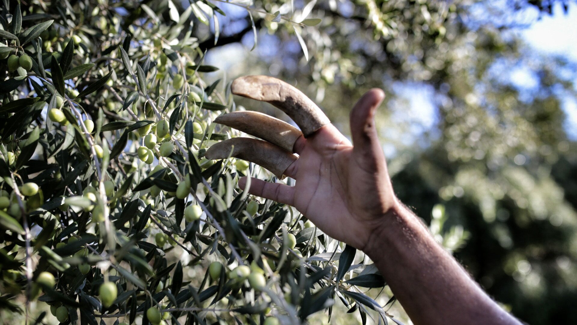 Cosecha de aceitunas