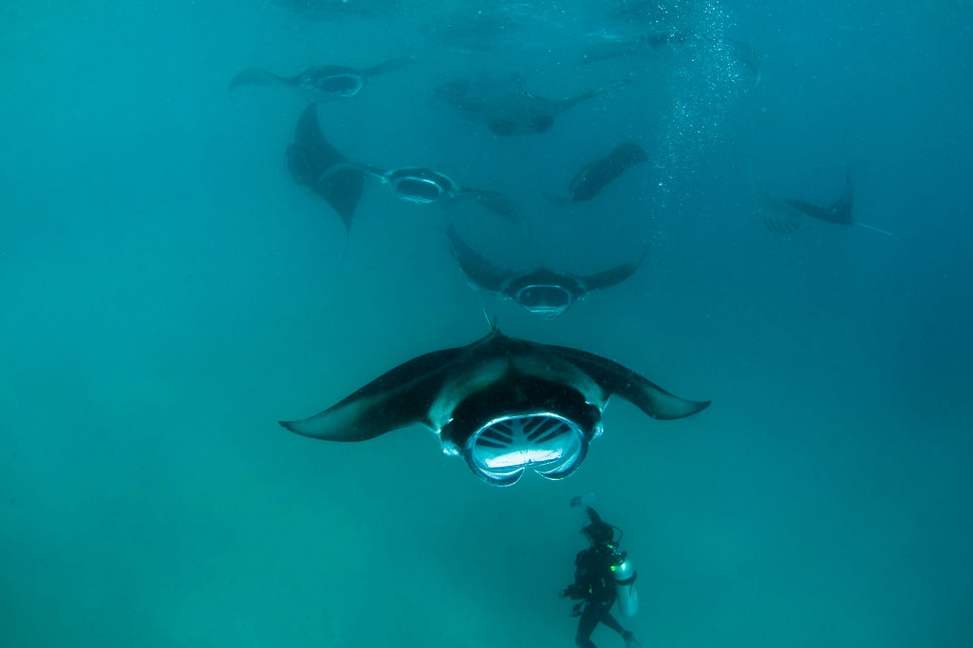 Manta Rays en el atolón de Baa