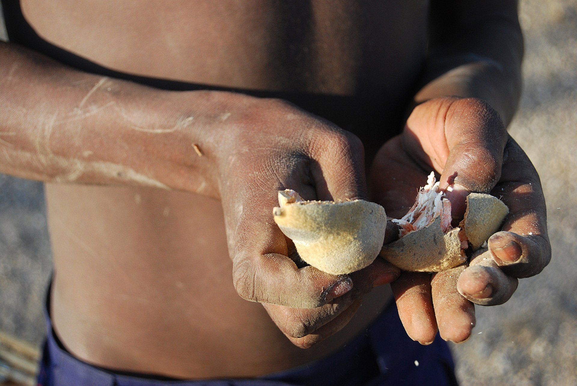 Baobab Fruit Season