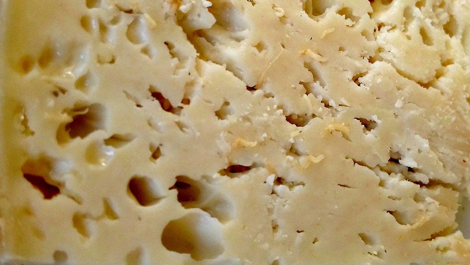 Le fromage sarde Casu Marzu